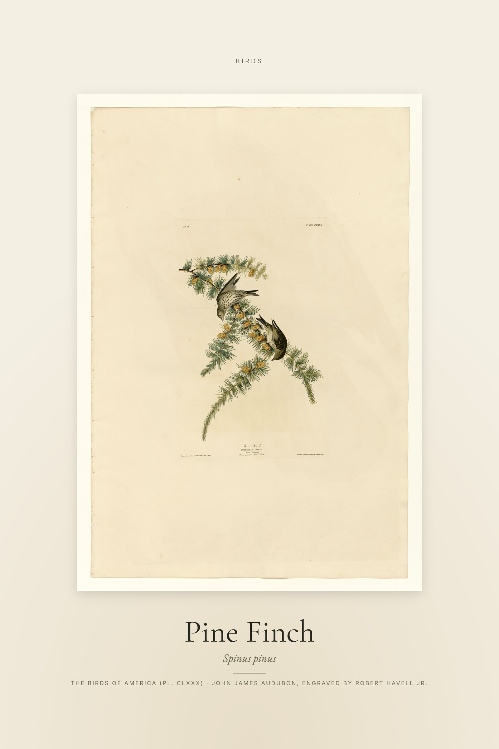 Pine Finch — Specimen