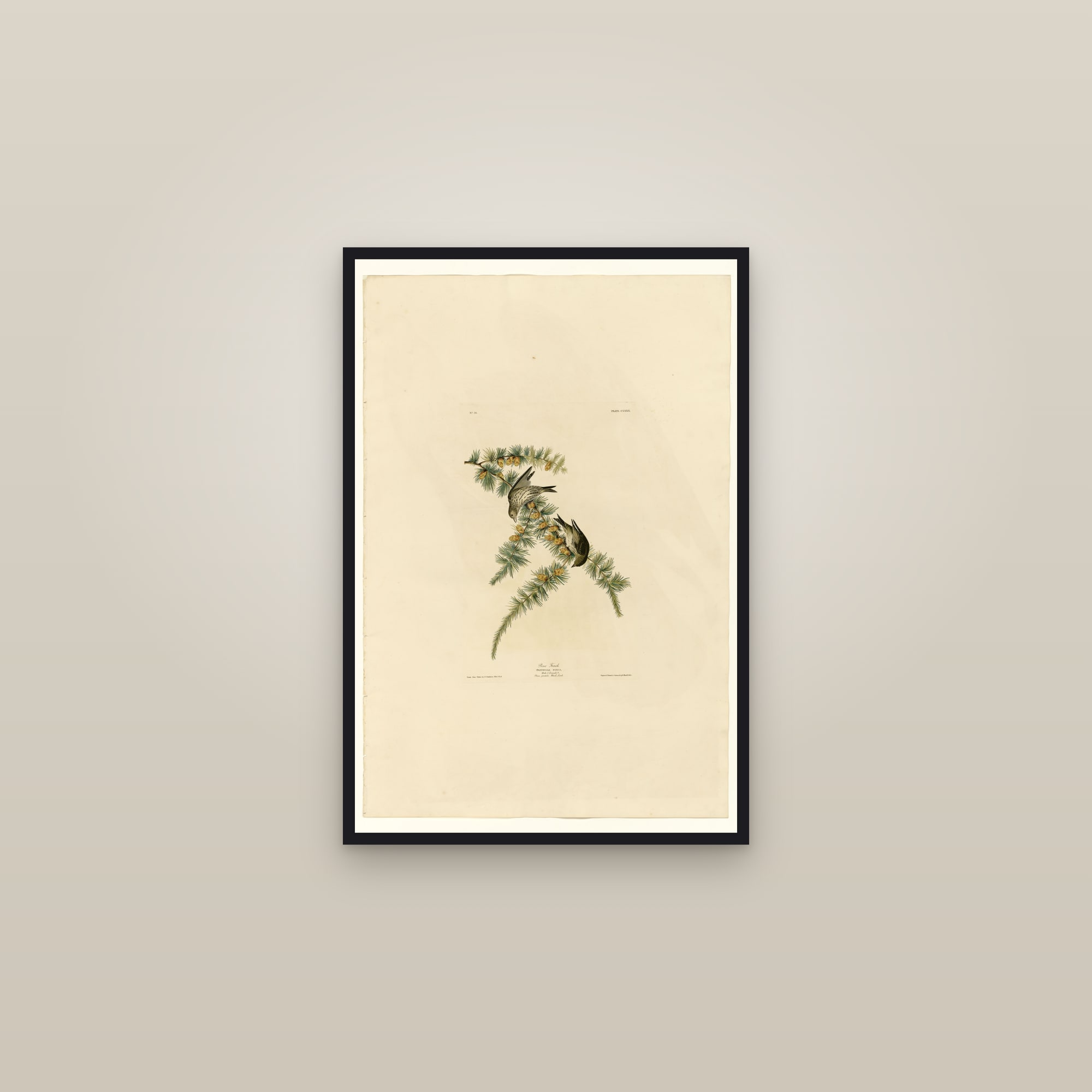 Pine Finch — framed in a gallery setting