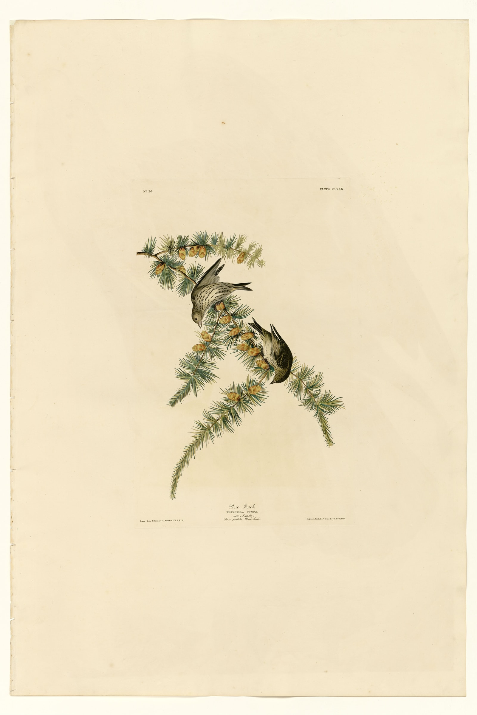 Pine Finch