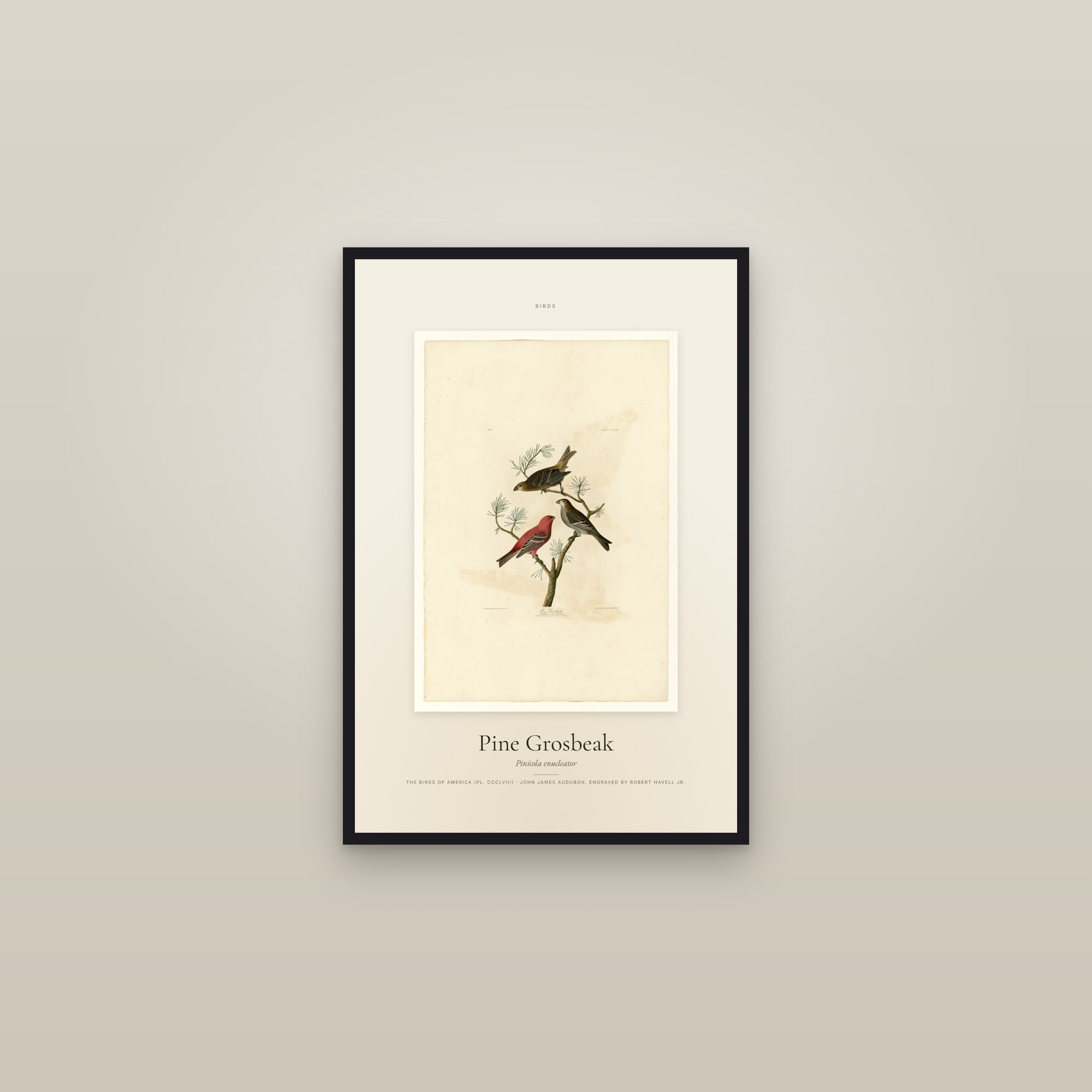 Pine Grosbeak — Specimen — framed in a gallery setting
