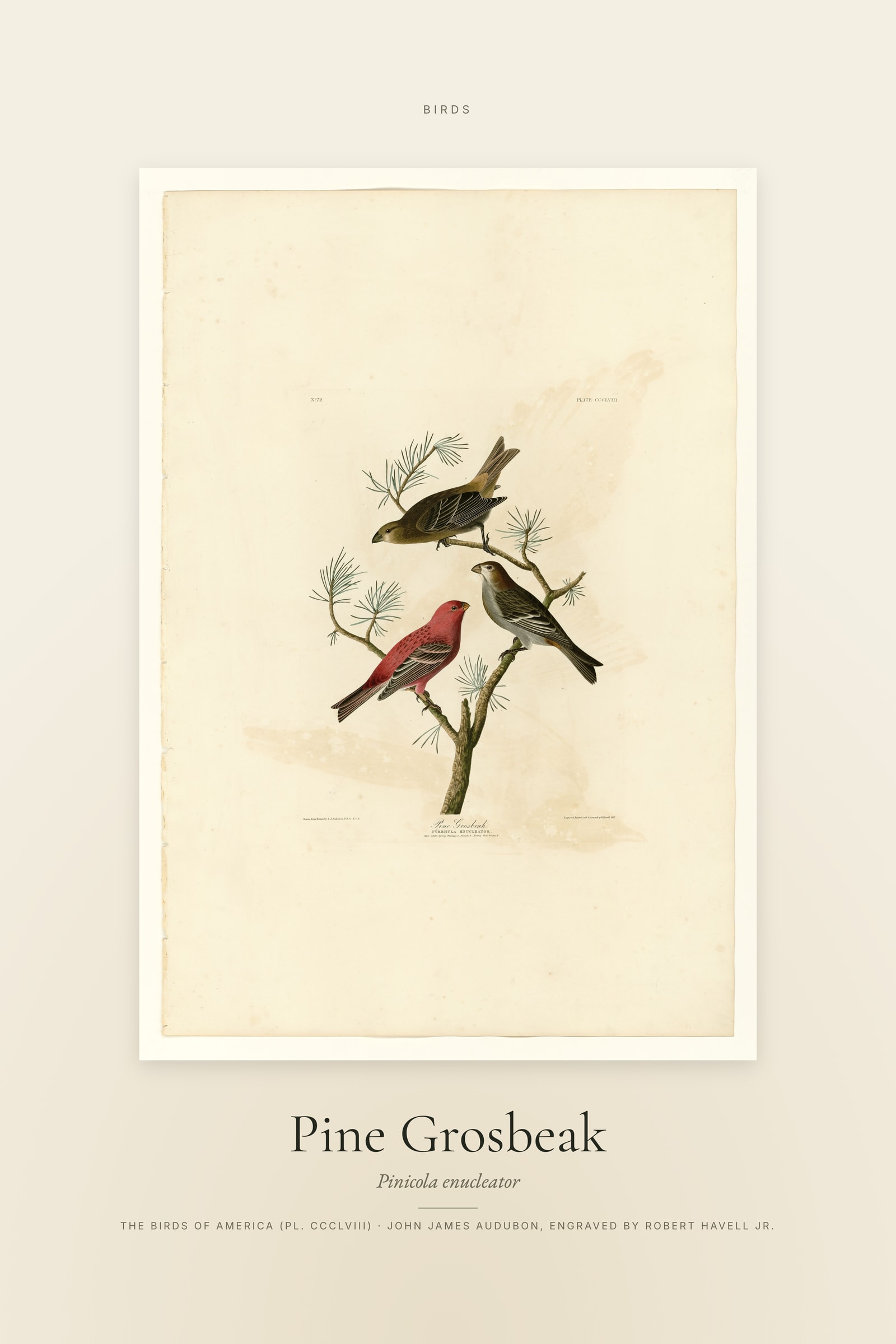 Pine Grosbeak — Specimen