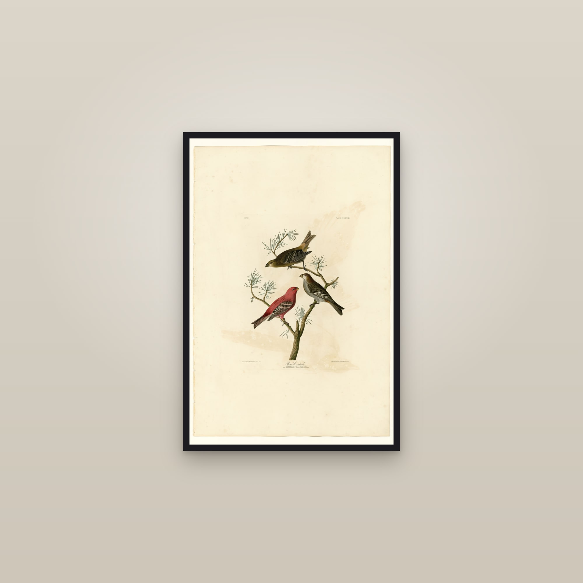 Pine Grosbeak — framed in a gallery setting