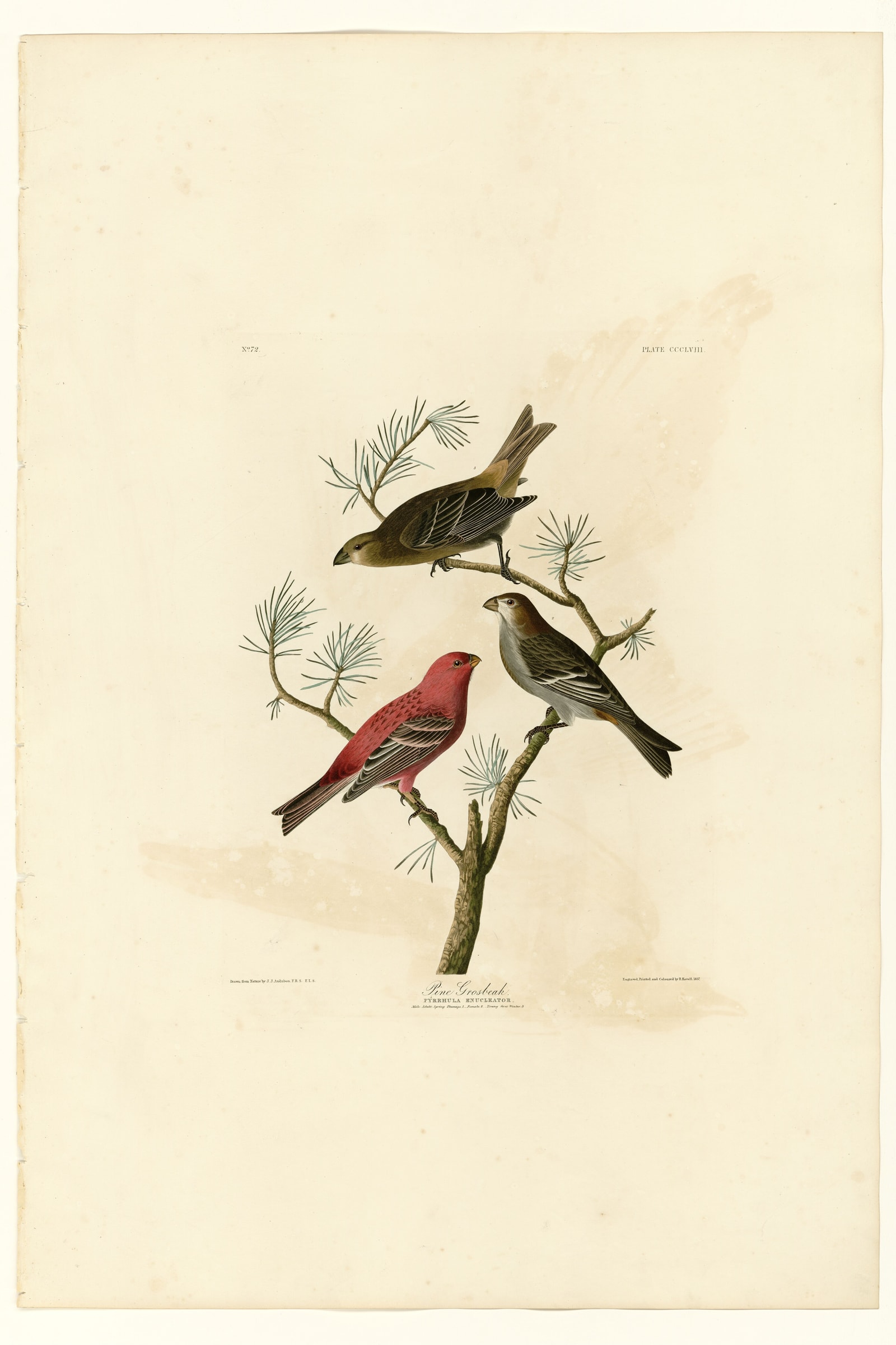 Pine Grosbeak