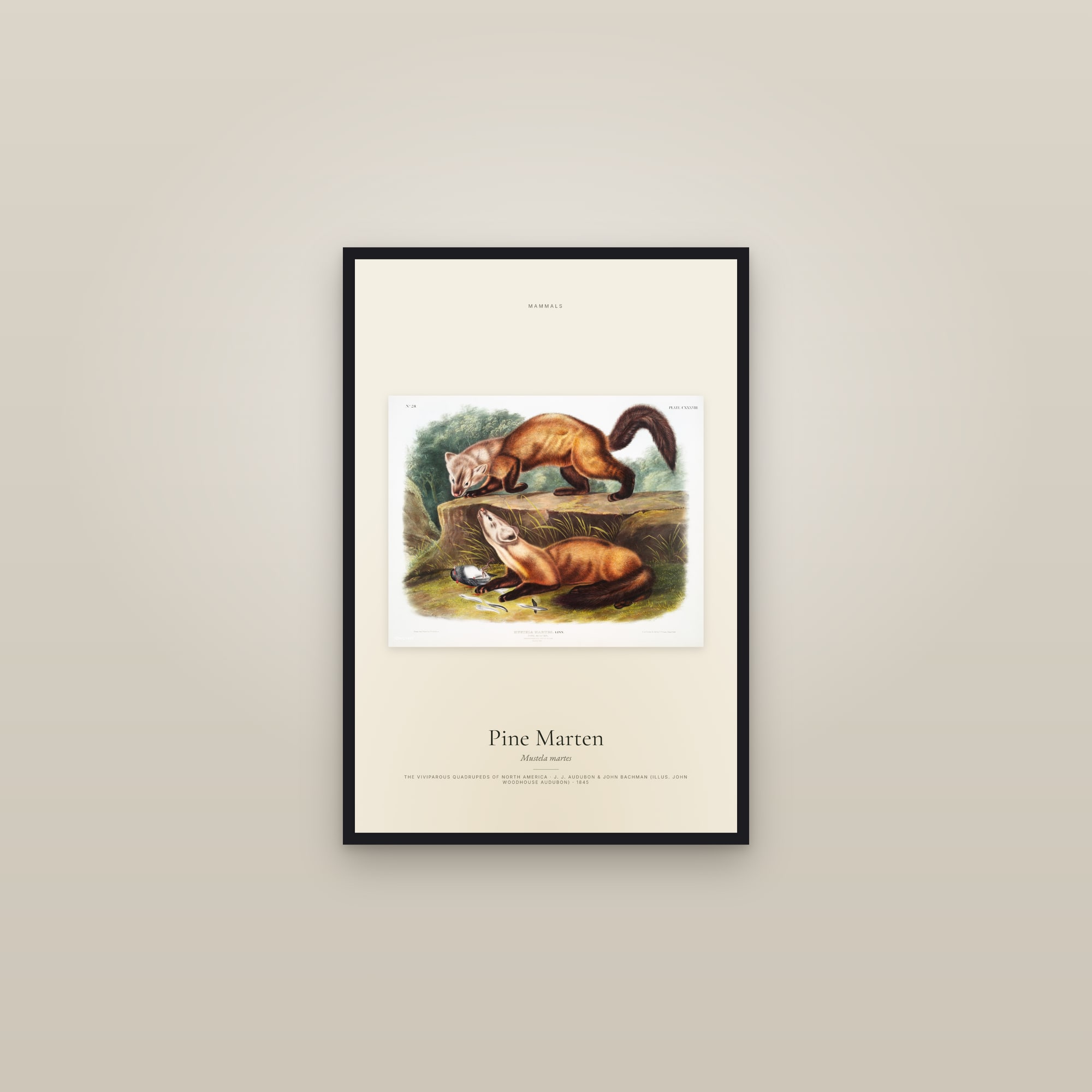 Pine Marten — framed in a gallery setting