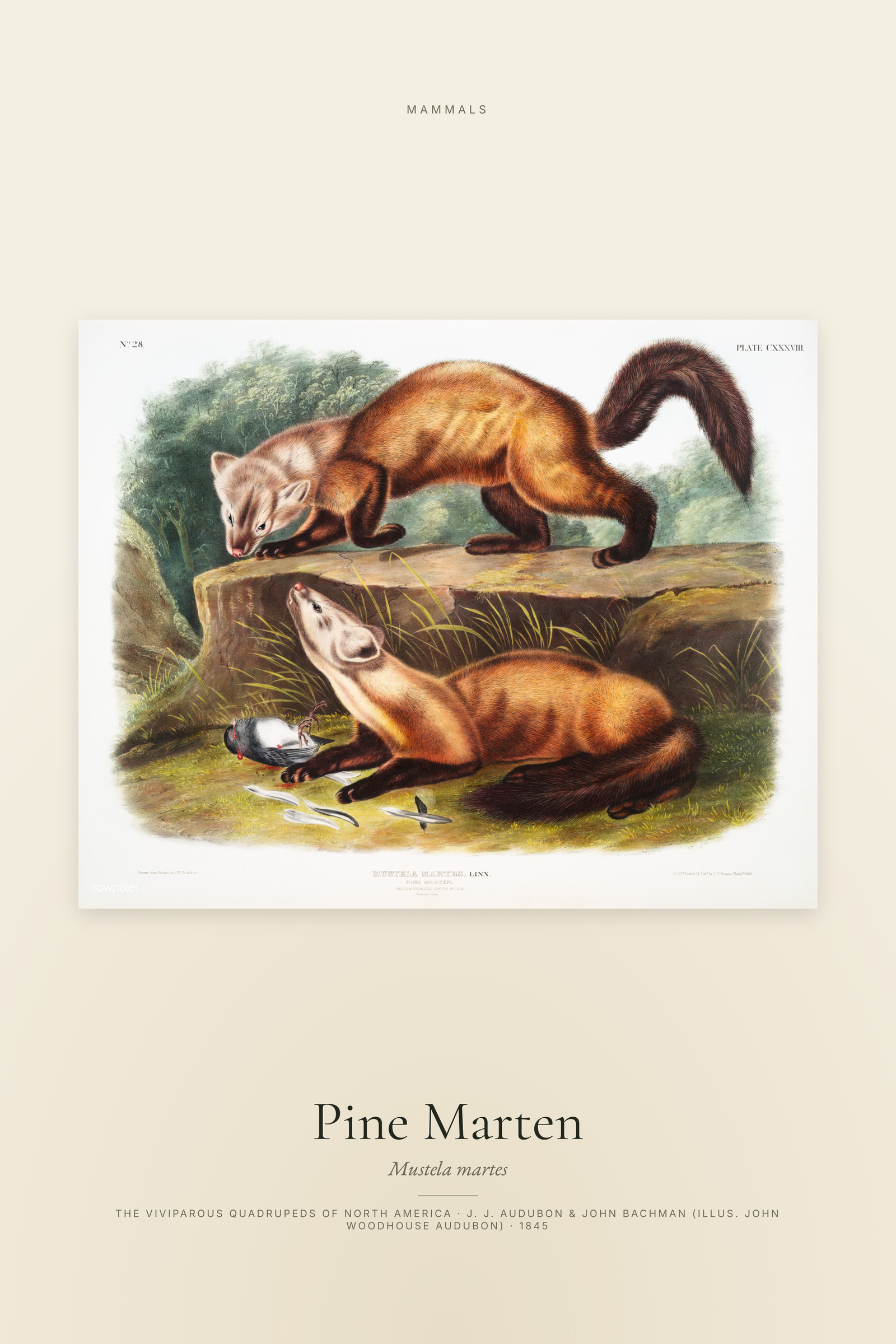 Pine Marten