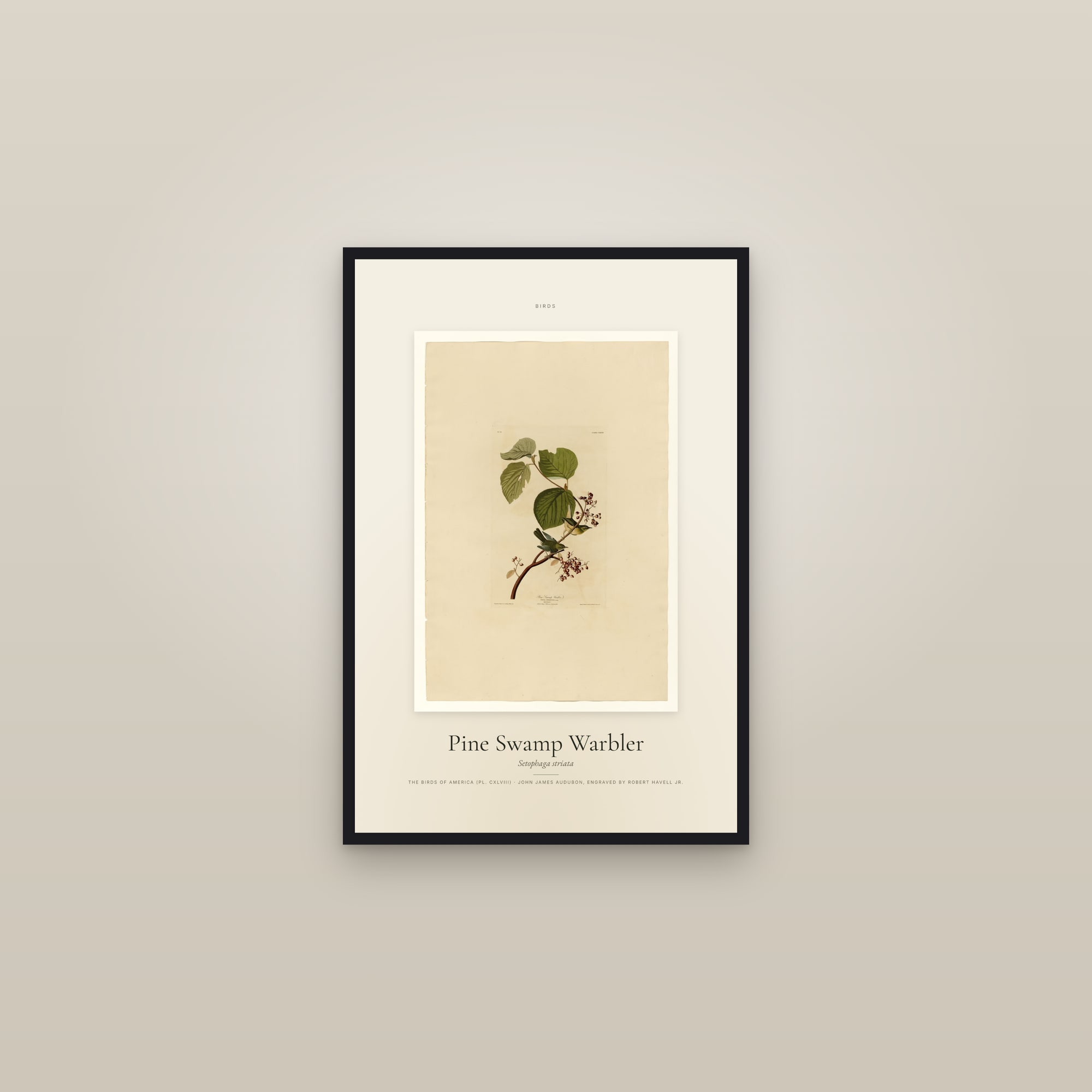 Pine Swamp Warbler — Specimen — framed in a gallery setting
