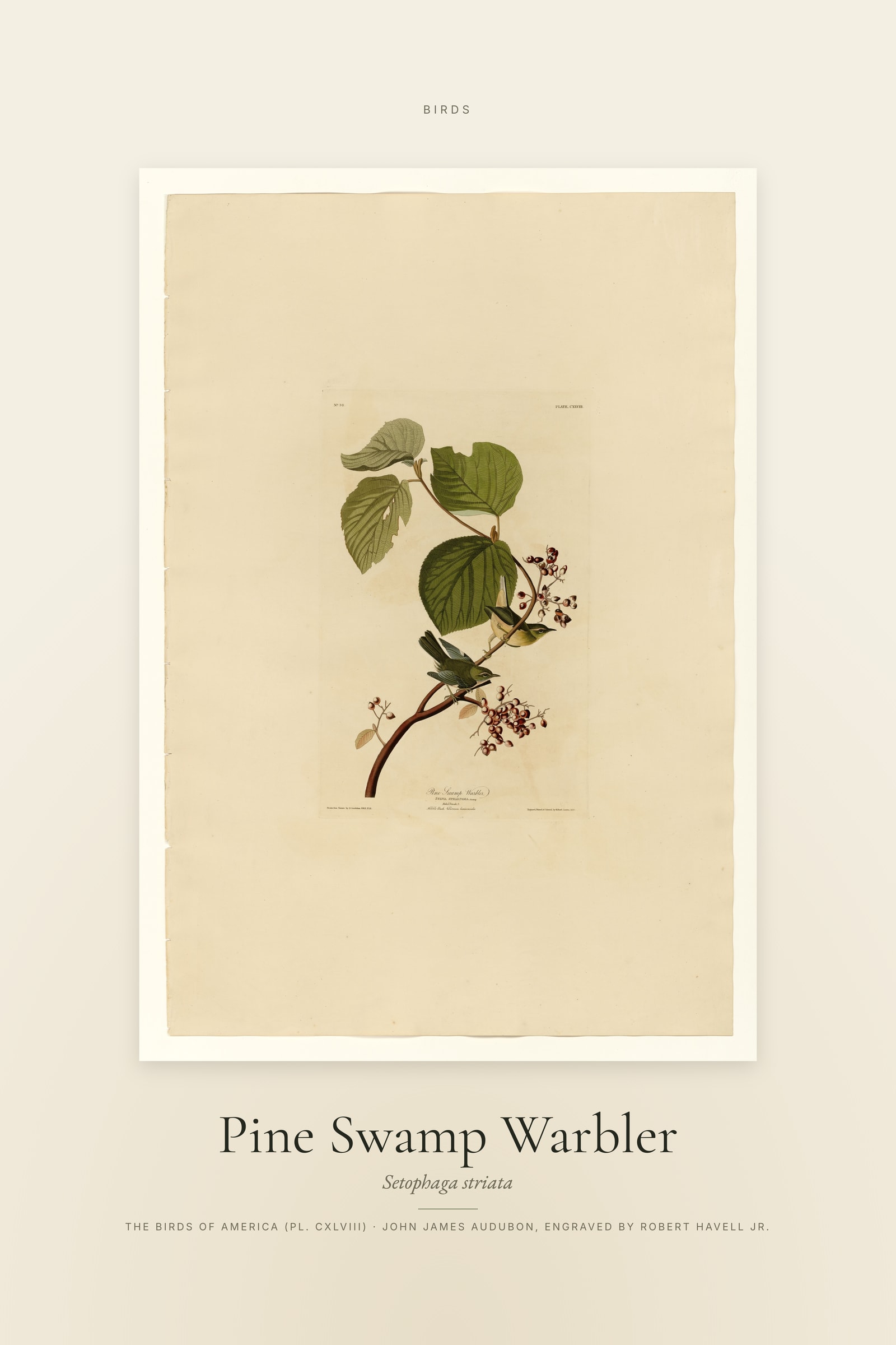 Pine Swamp Warbler — Specimen