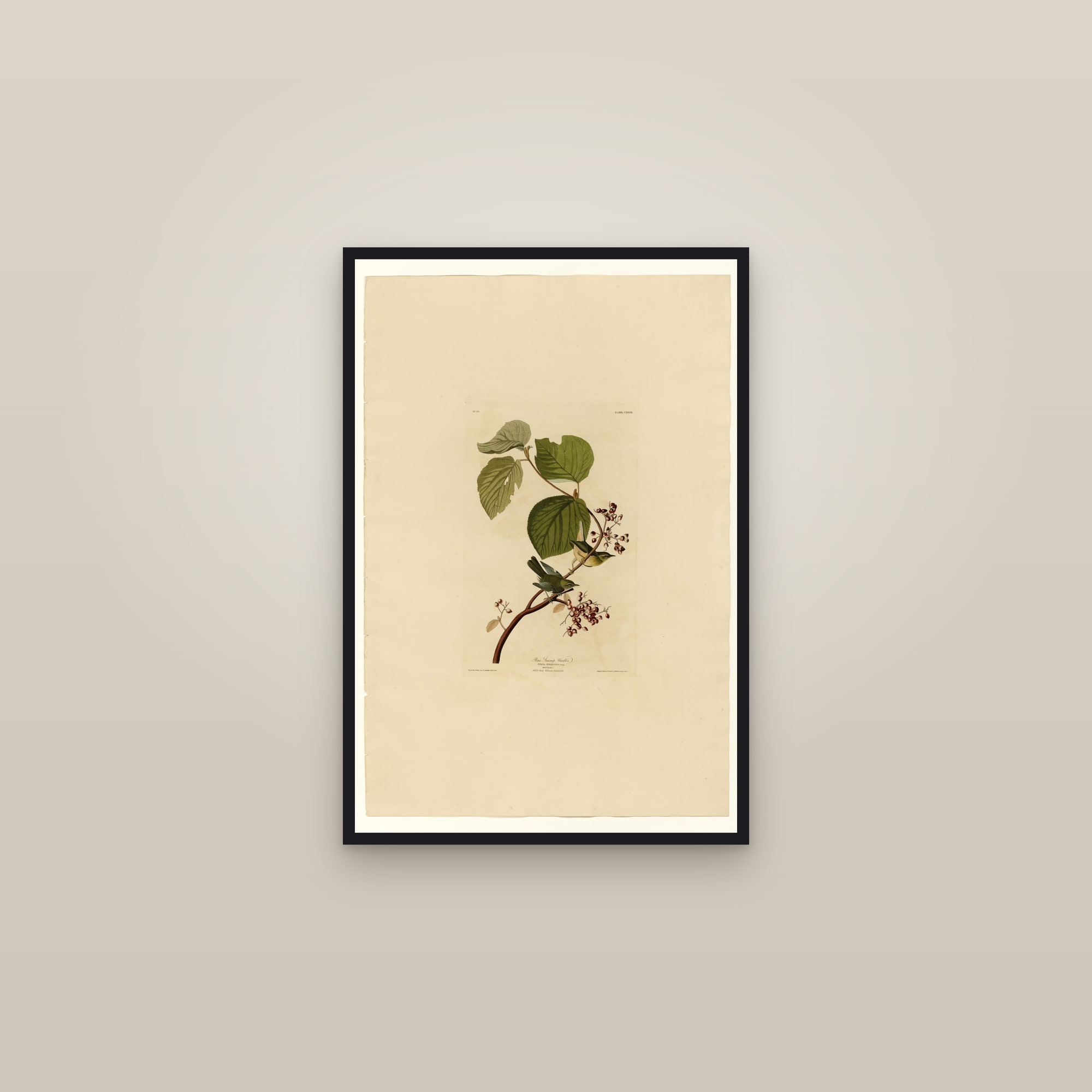 Pine Swamp Warbler — framed in a gallery setting