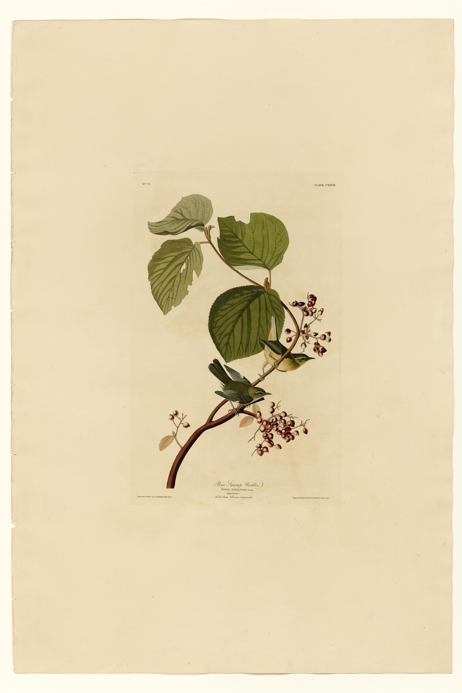 Pine Swamp Warbler