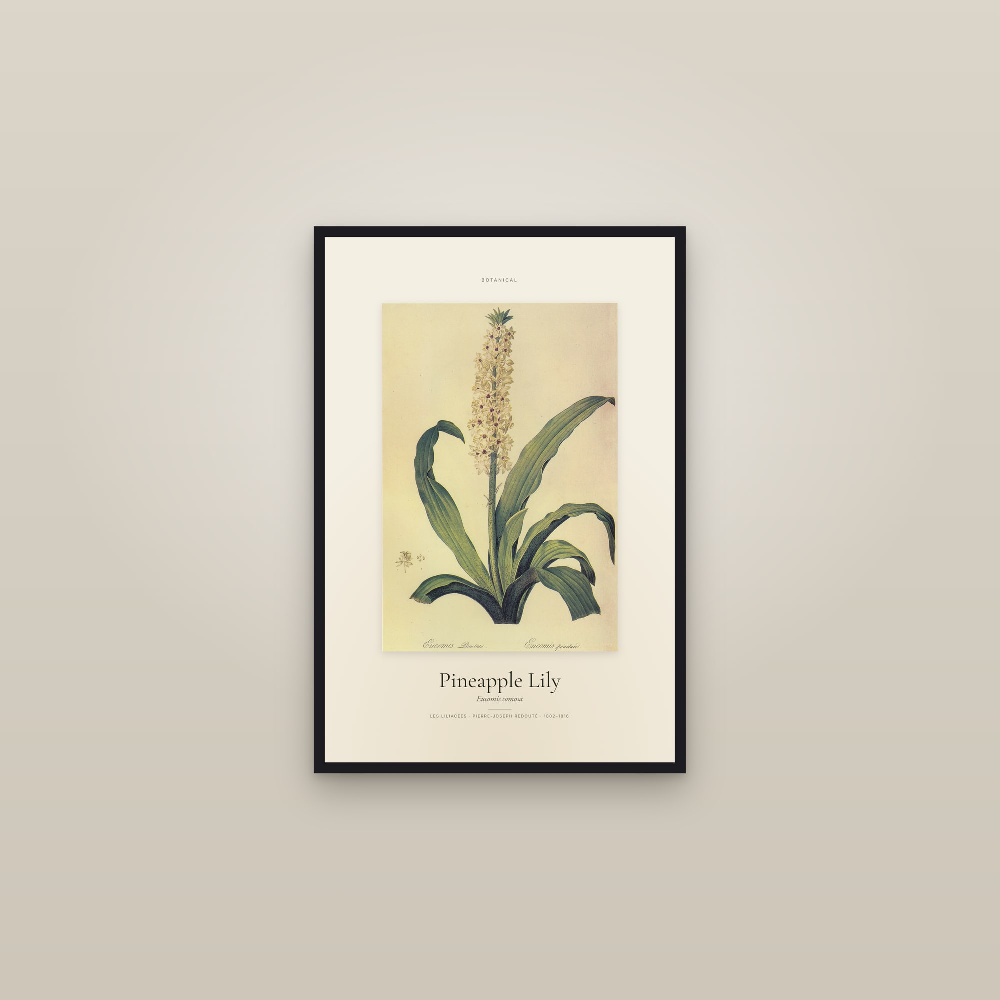 Pineapple Lily — Specimen — framed in a gallery setting