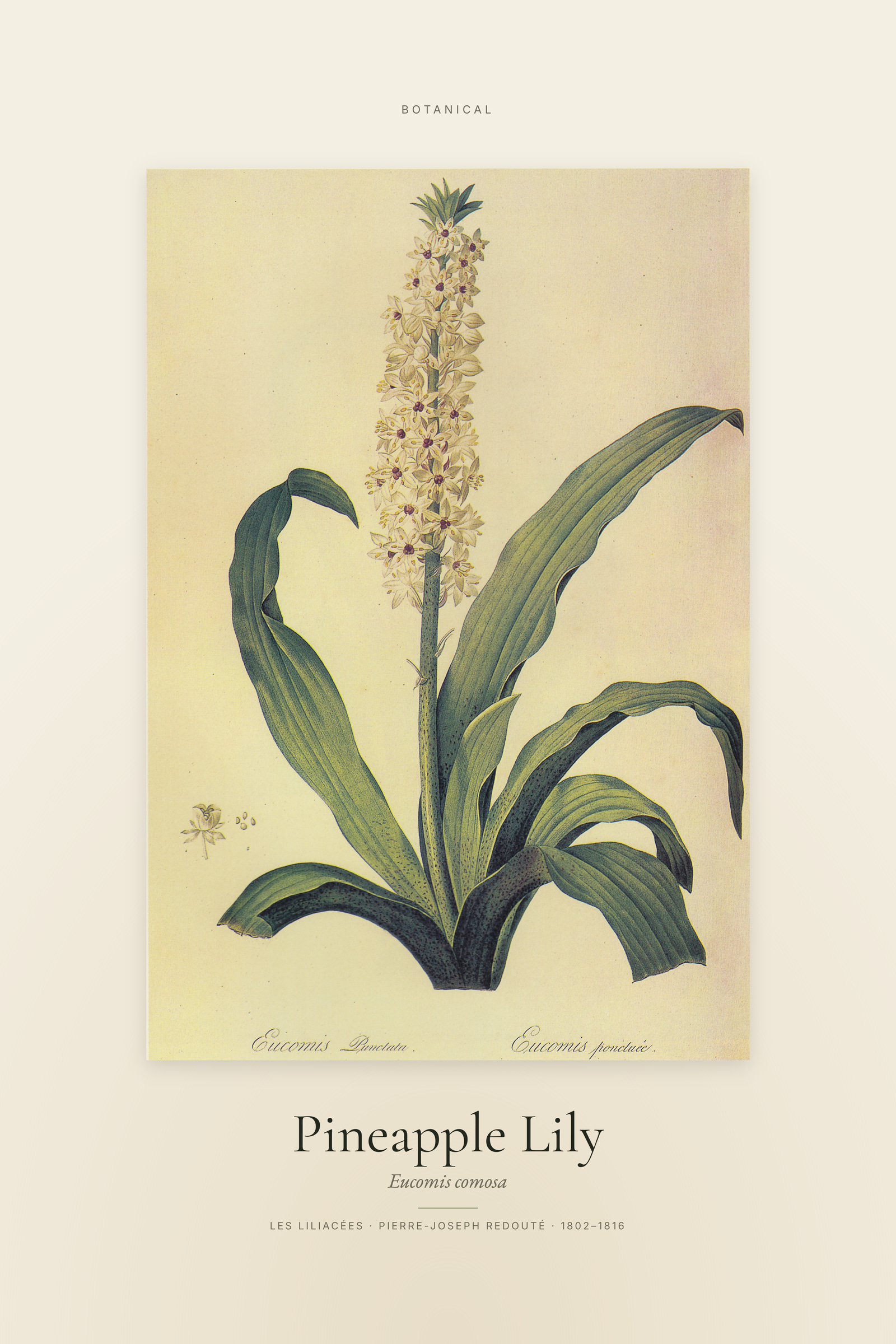 Pineapple Lily — Specimen