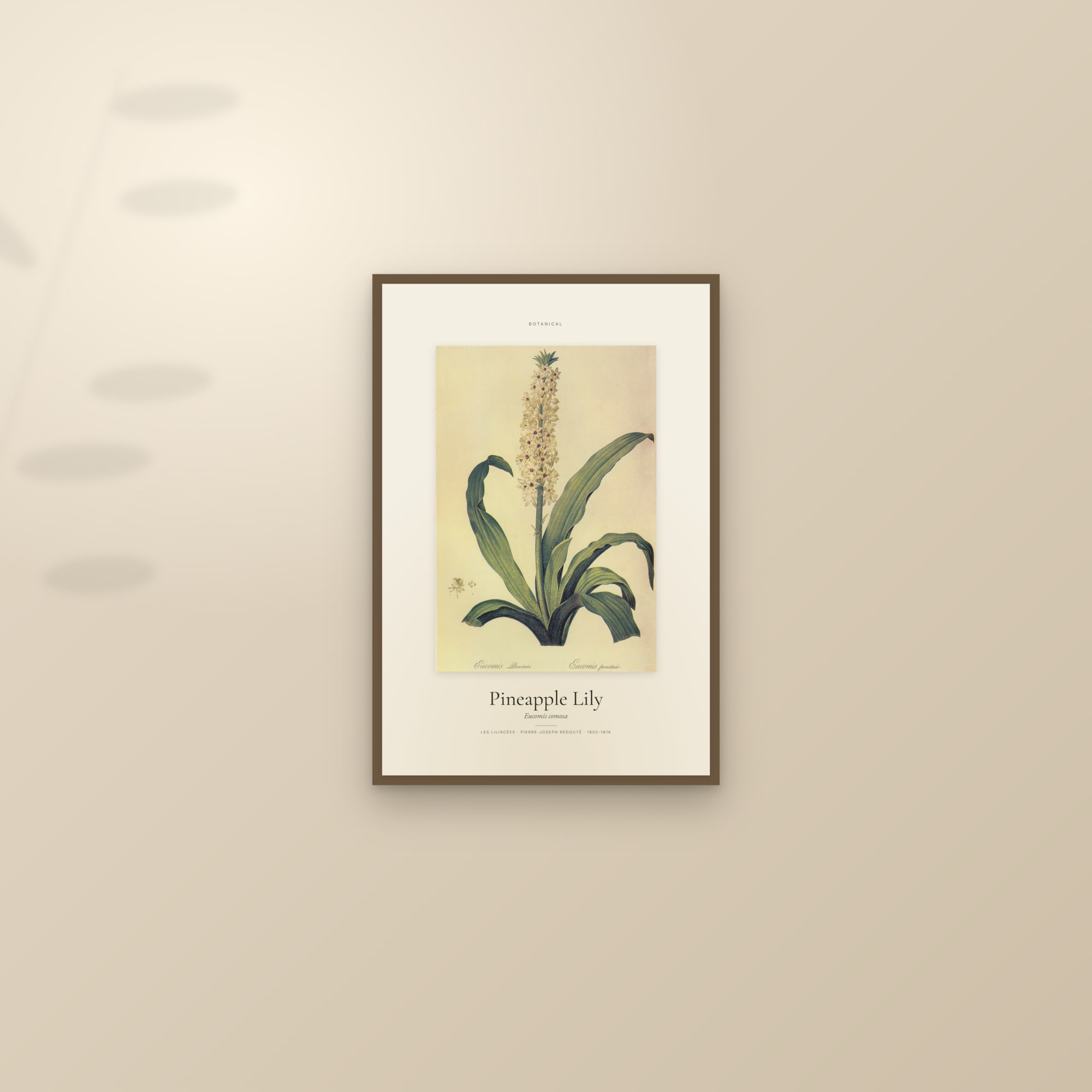 Pineapple Lily — Specimen — framed and styled on a sunlit wall