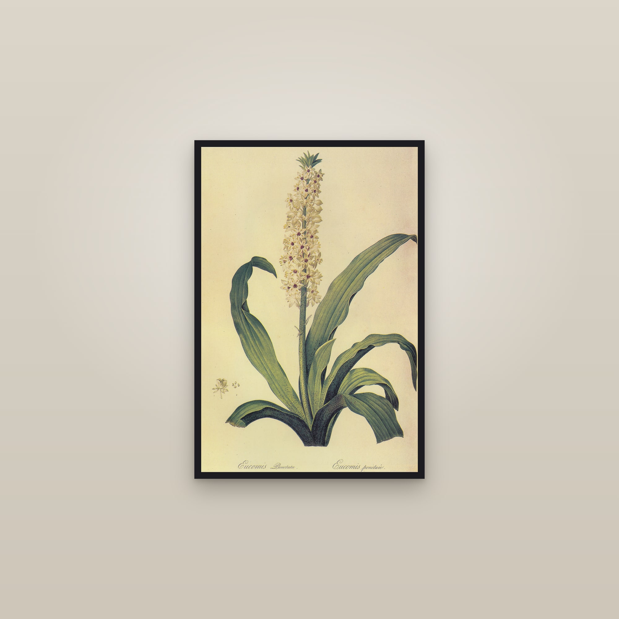 Pineapple Lily — framed in a gallery setting
