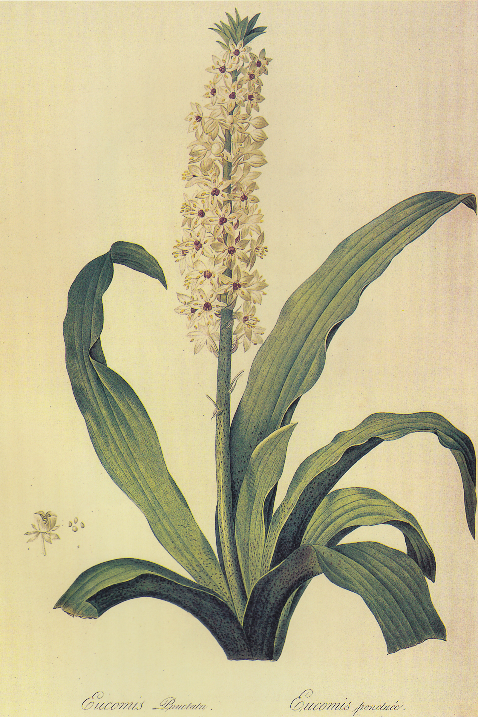 Pineapple Lily