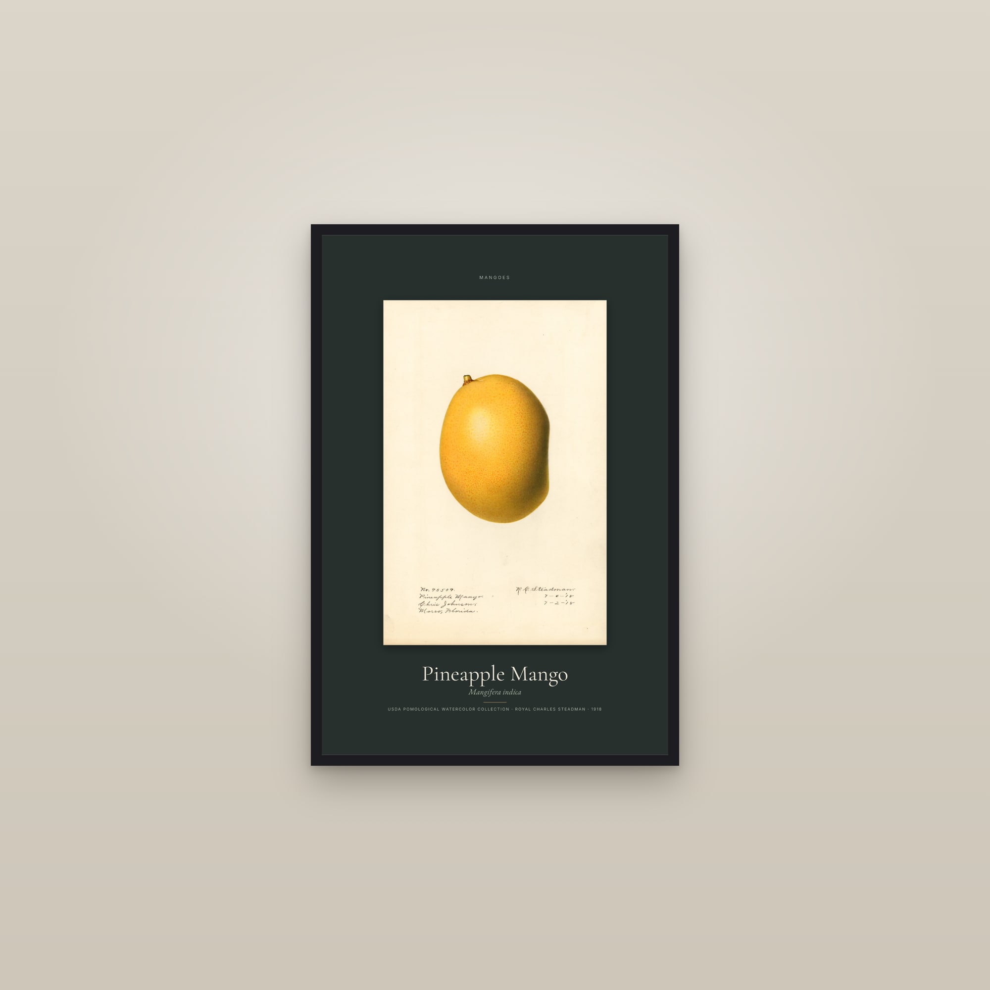Pineapple Mango — Specimen — framed in a gallery setting