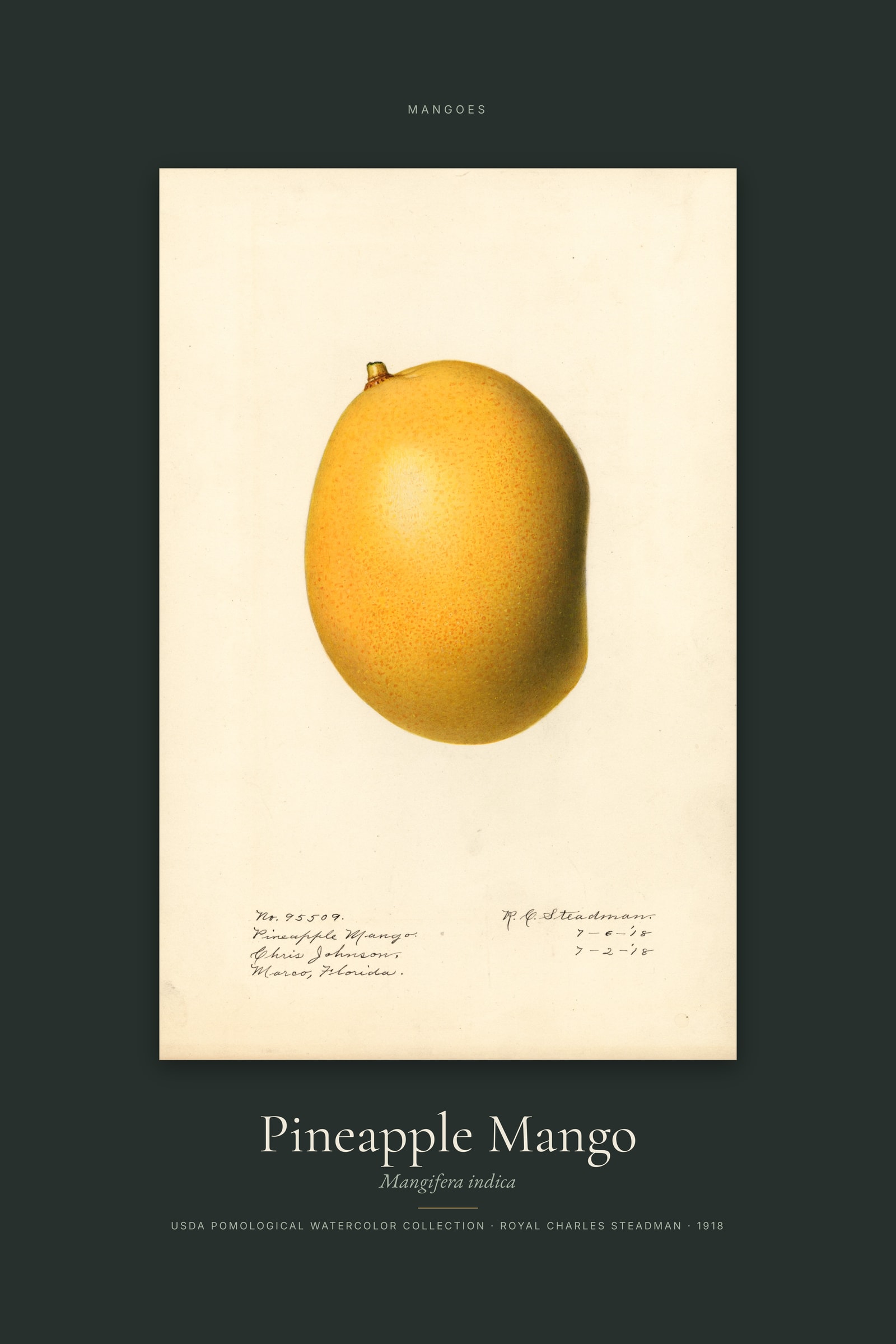 Pineapple Mango — Specimen