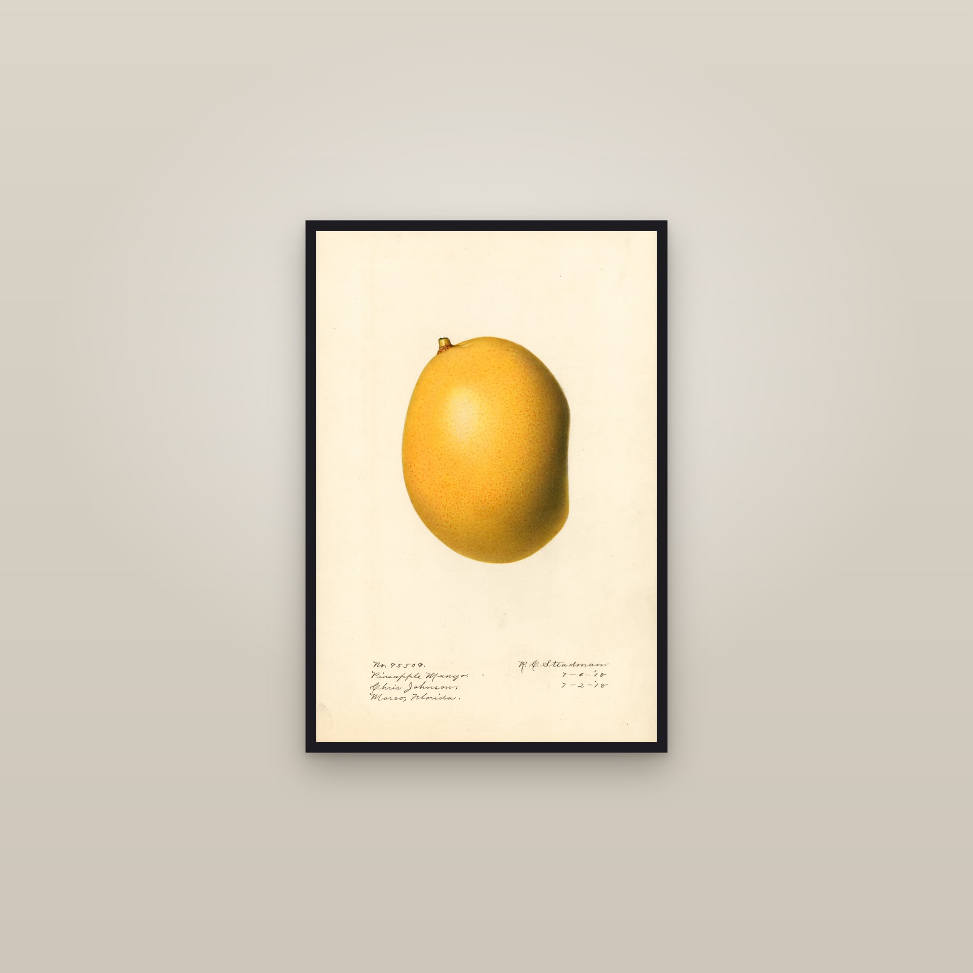 Pineapple Mango — framed in a gallery setting