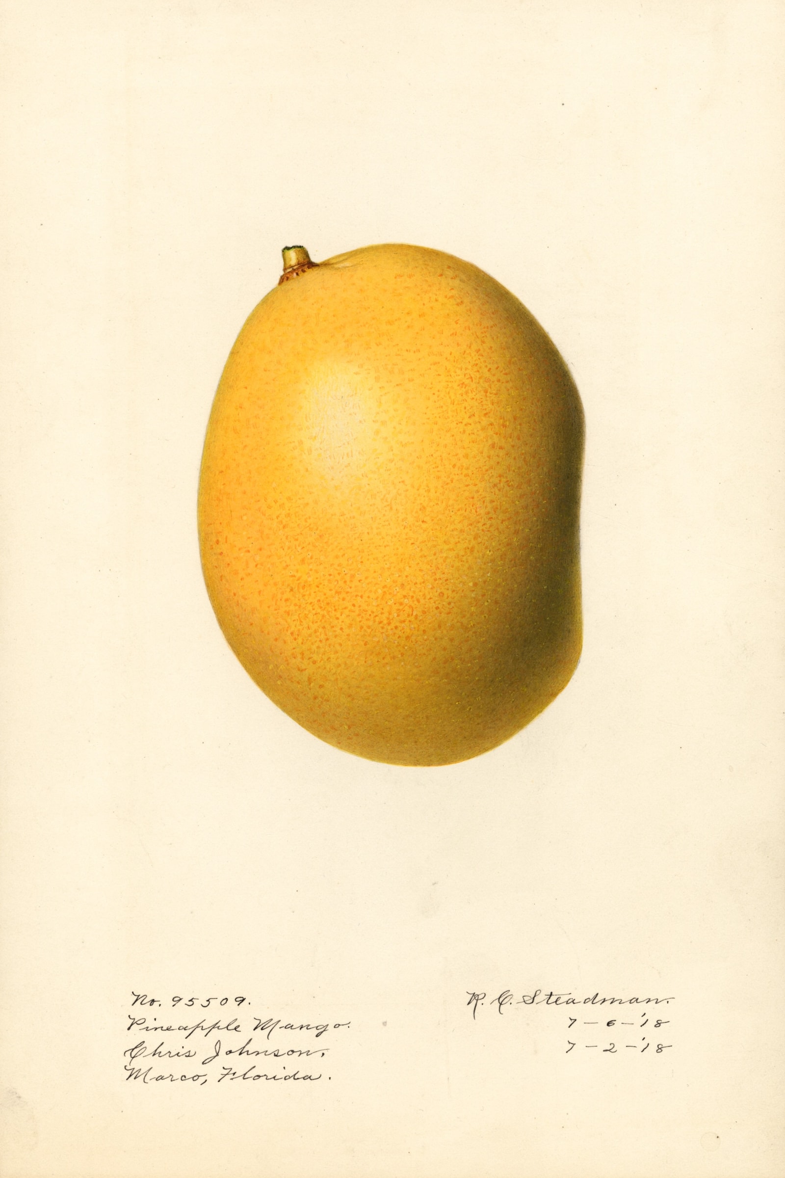 Pineapple Mango