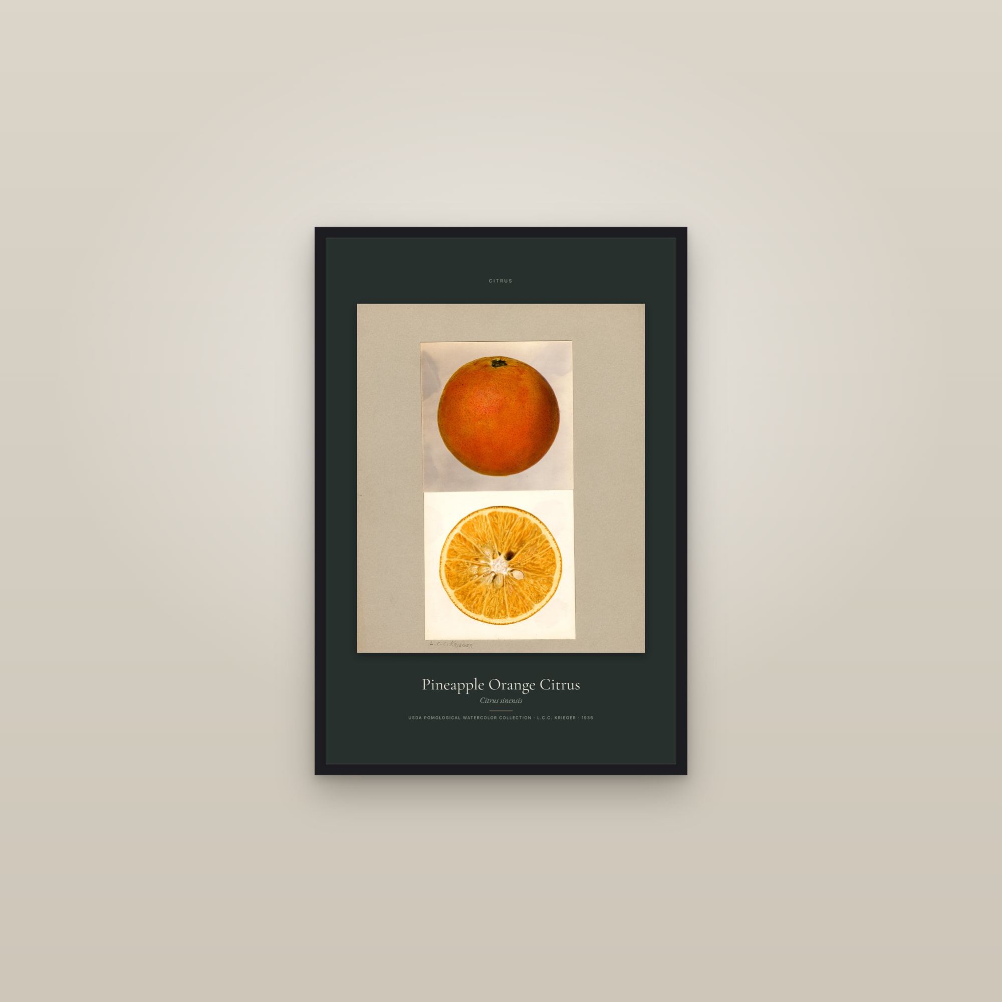 Pineapple Orange Citrus — Specimen — framed in a gallery setting