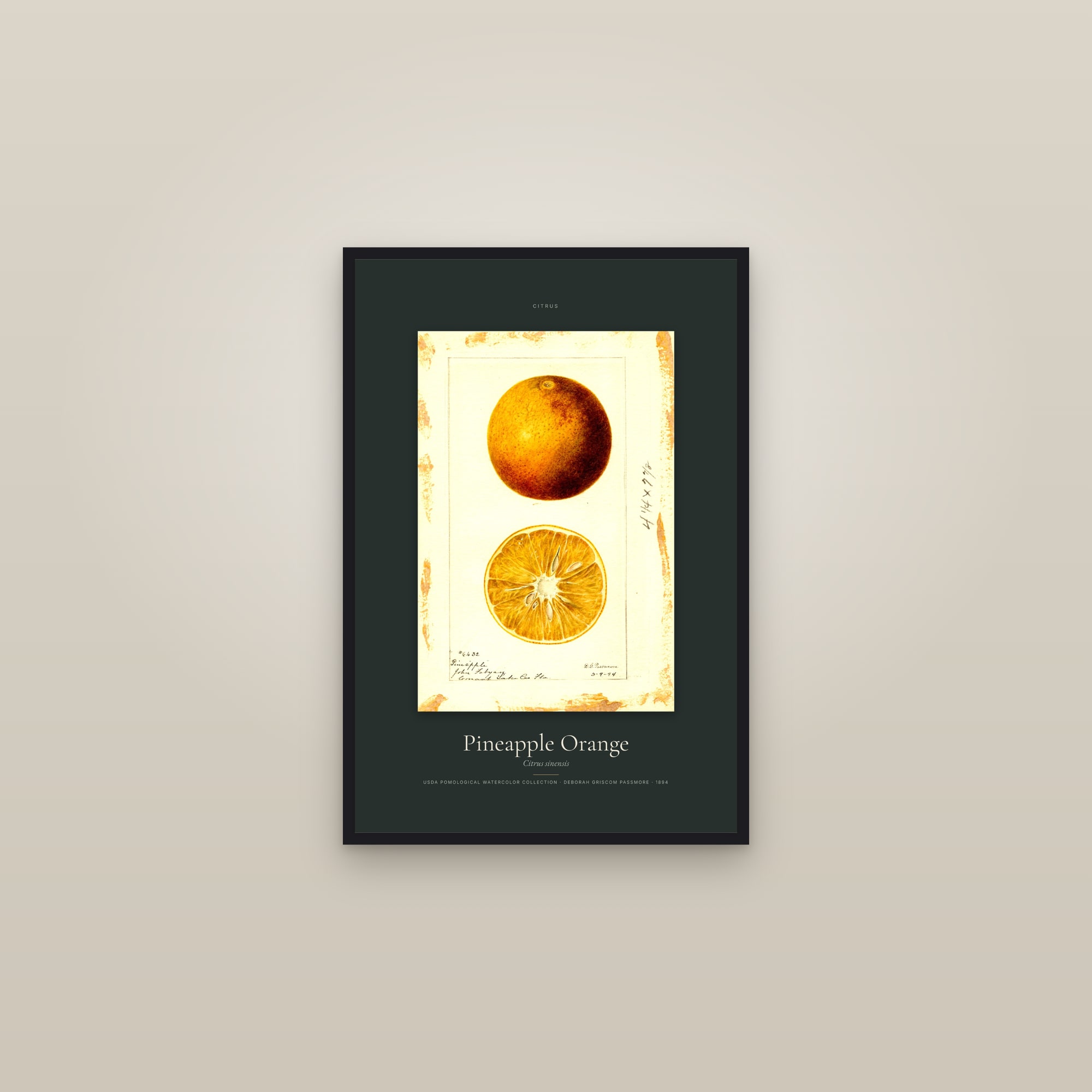 Pineapple Orange — Specimen — framed in a gallery setting