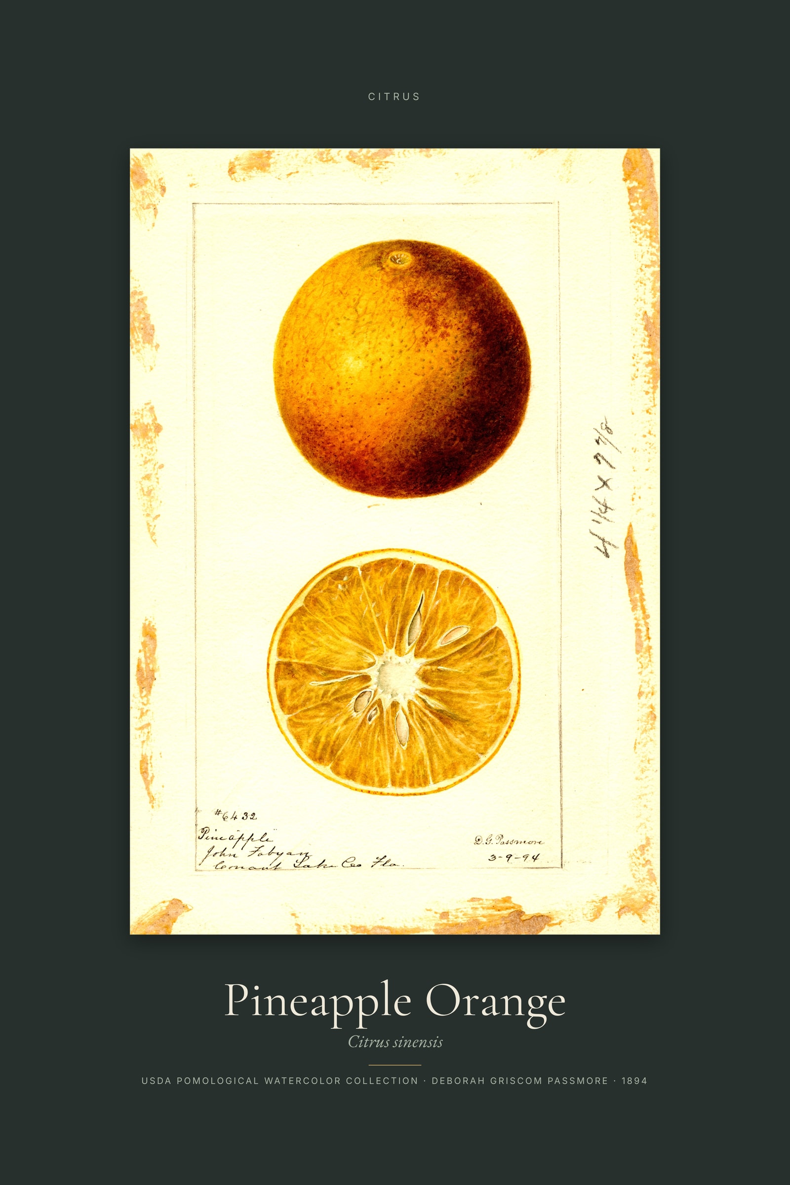 Pineapple Orange — Specimen