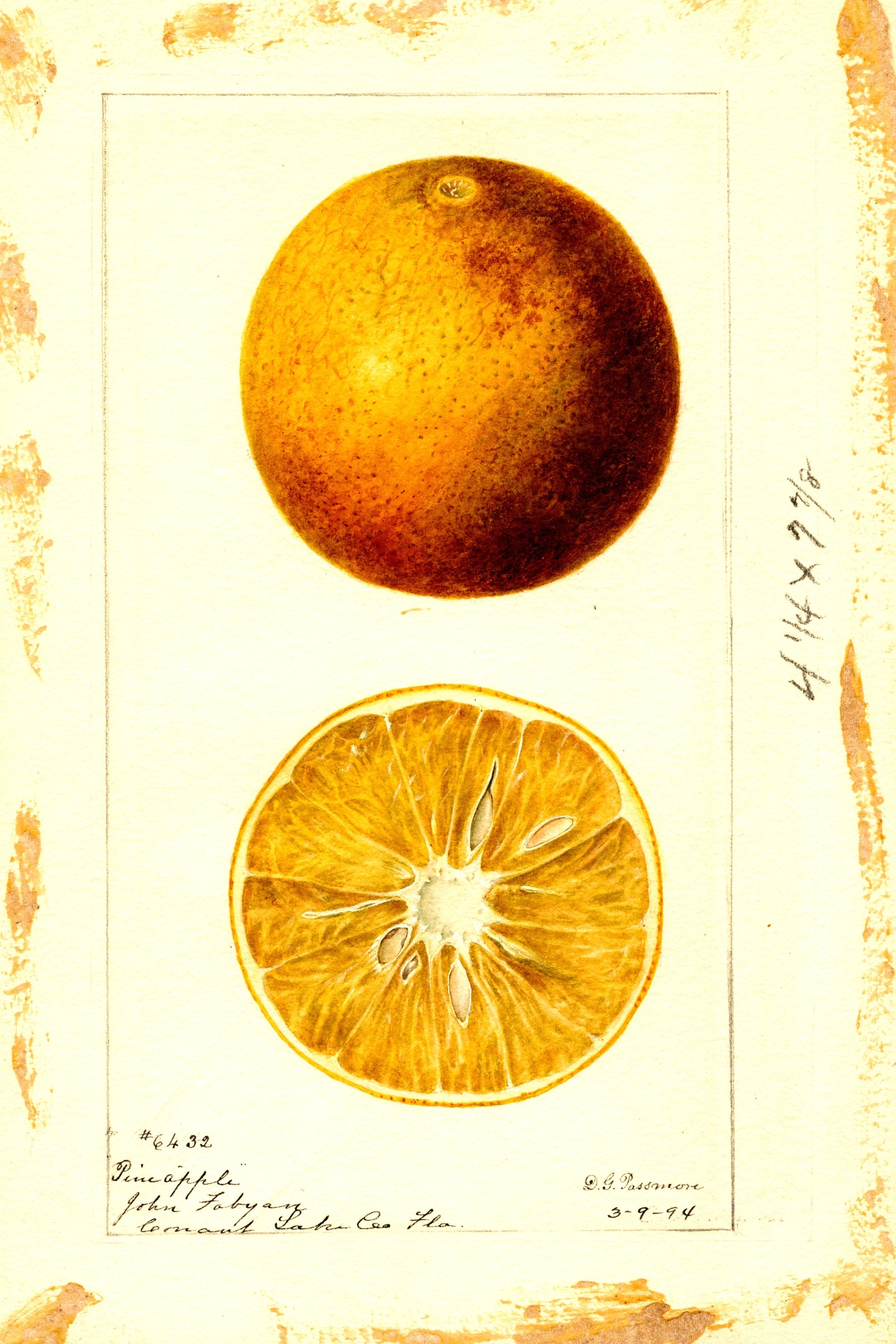 Pineapple Orange