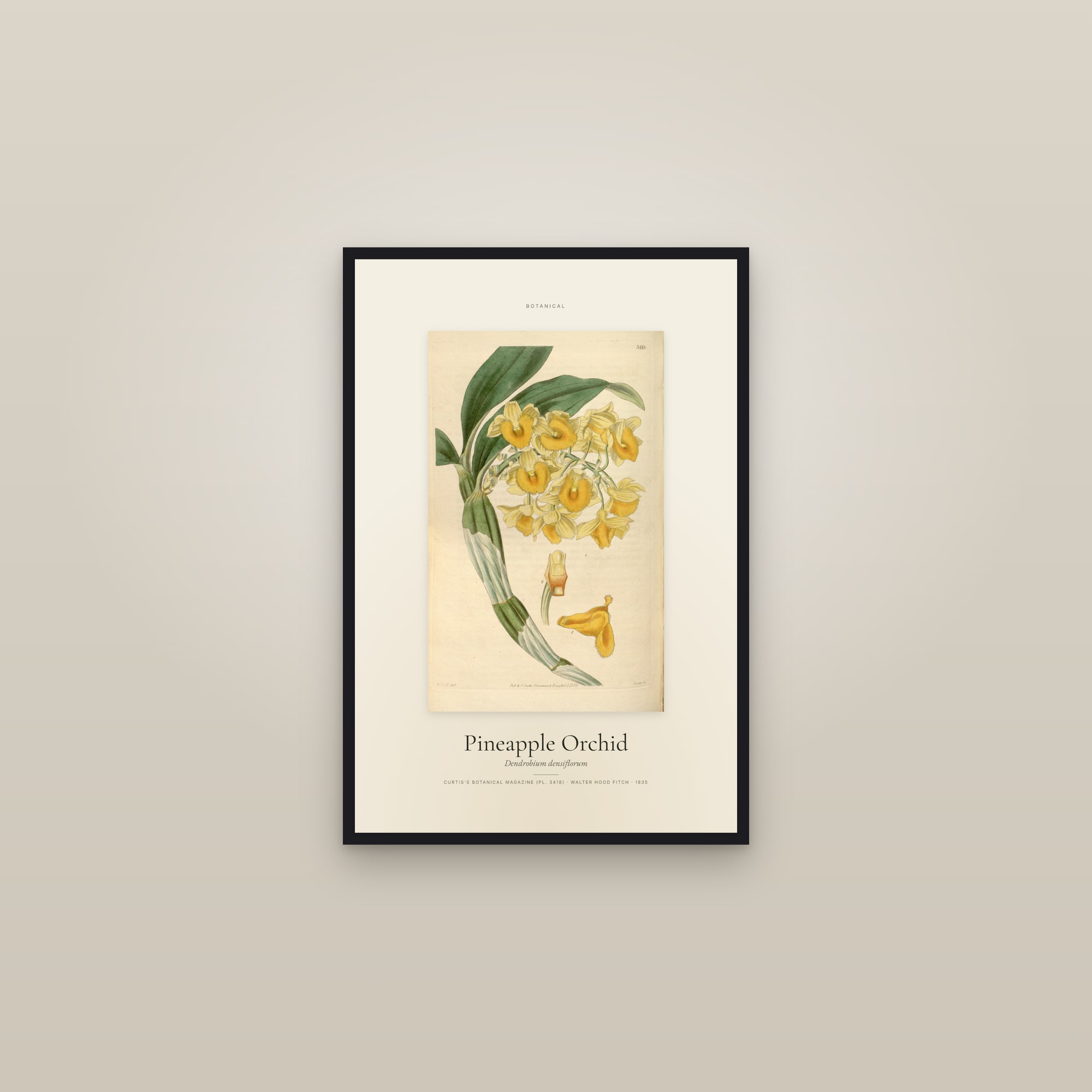 Pineapple Orchid — Specimen — framed in a gallery setting
