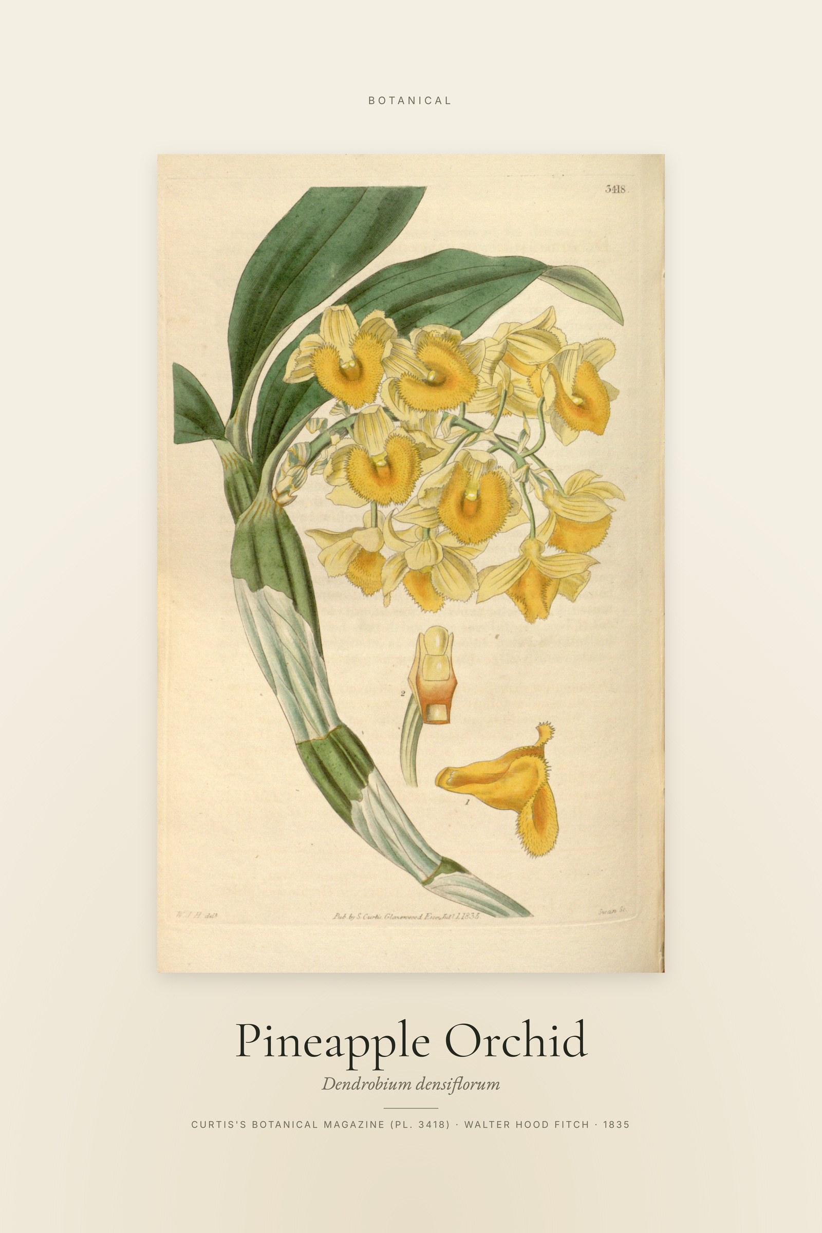 Pineapple Orchid — Specimen