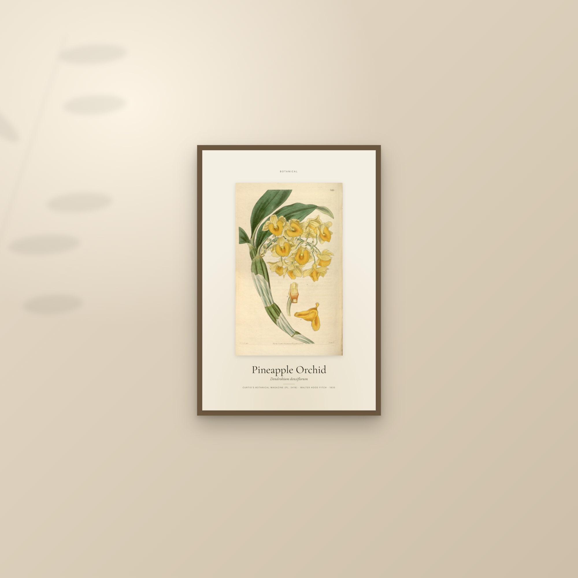 Pineapple Orchid — Specimen — framed and styled on a sunlit wall