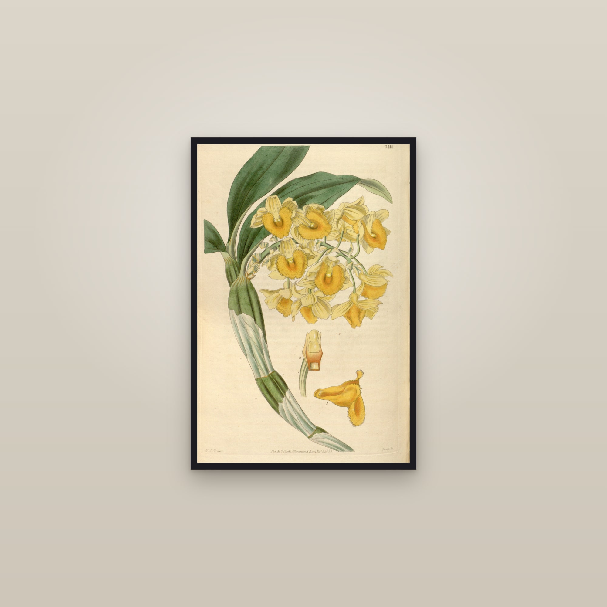 Pineapple Orchid — framed in a gallery setting