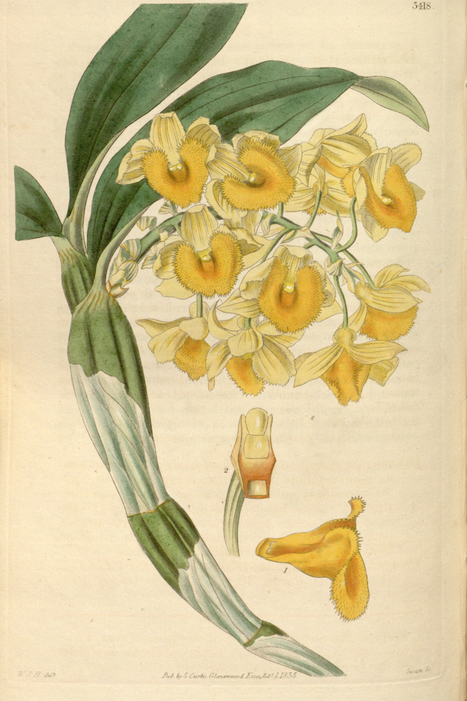Pineapple Orchid
