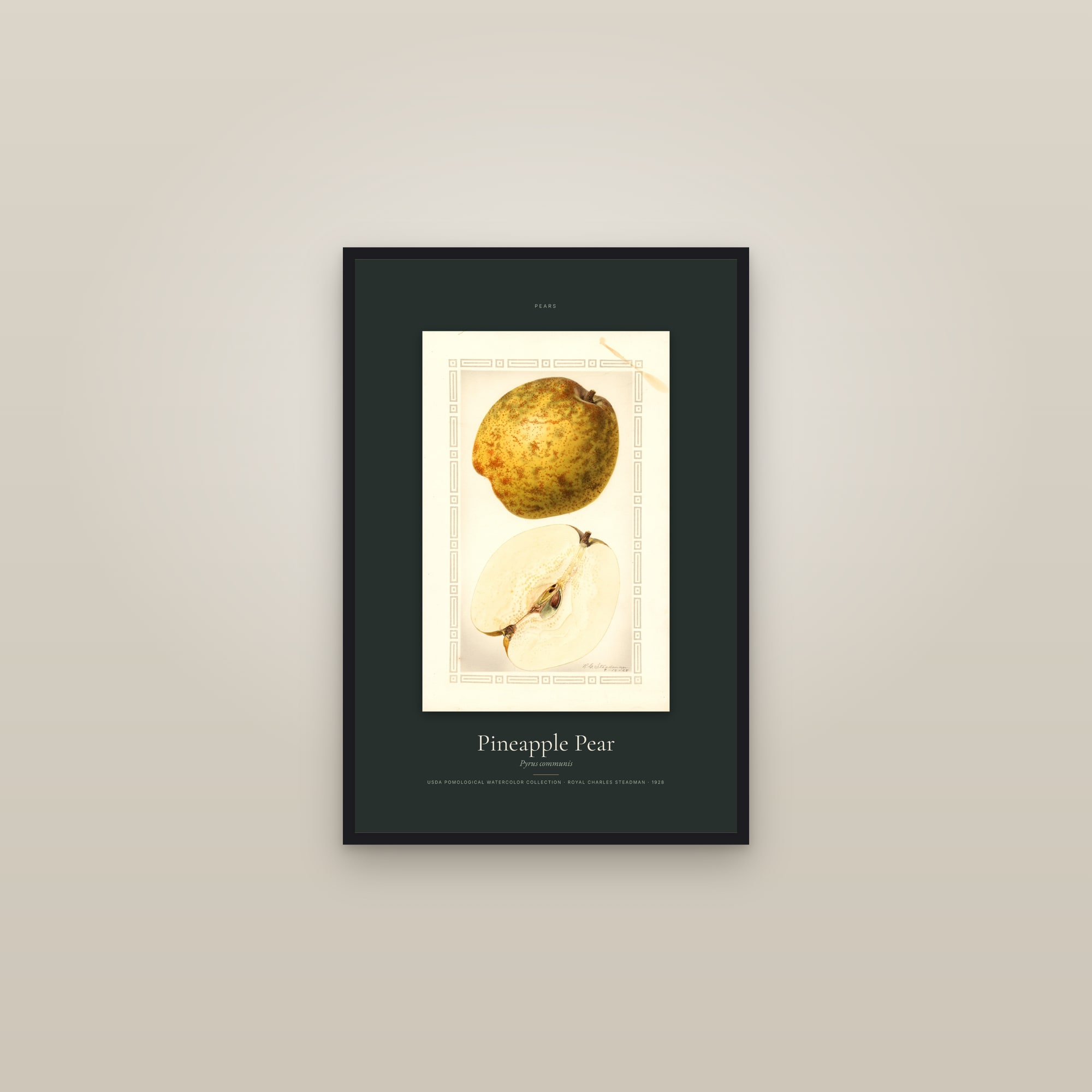 Pineapple Pear — Specimen — framed in a gallery setting