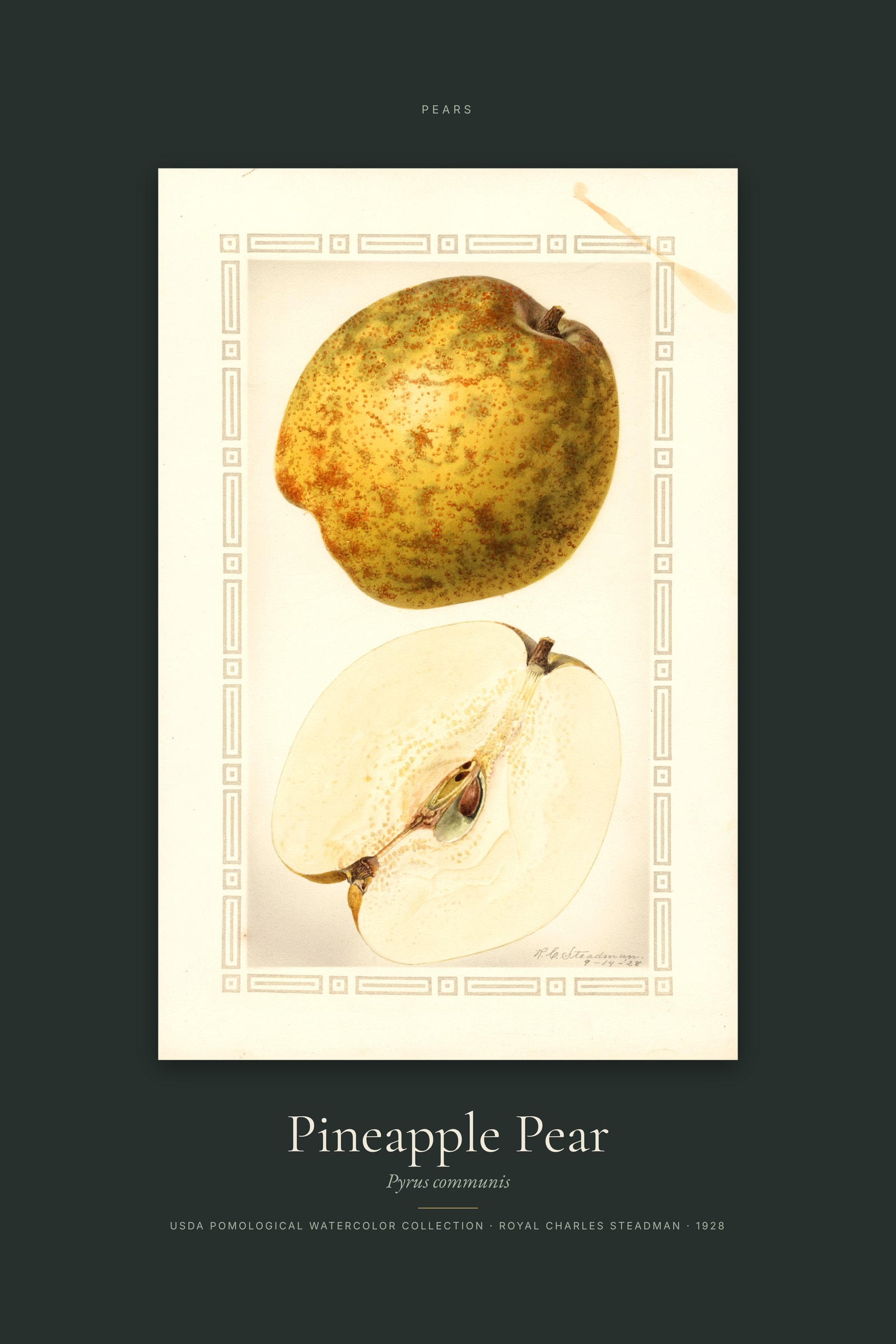 Pineapple Pear — Specimen