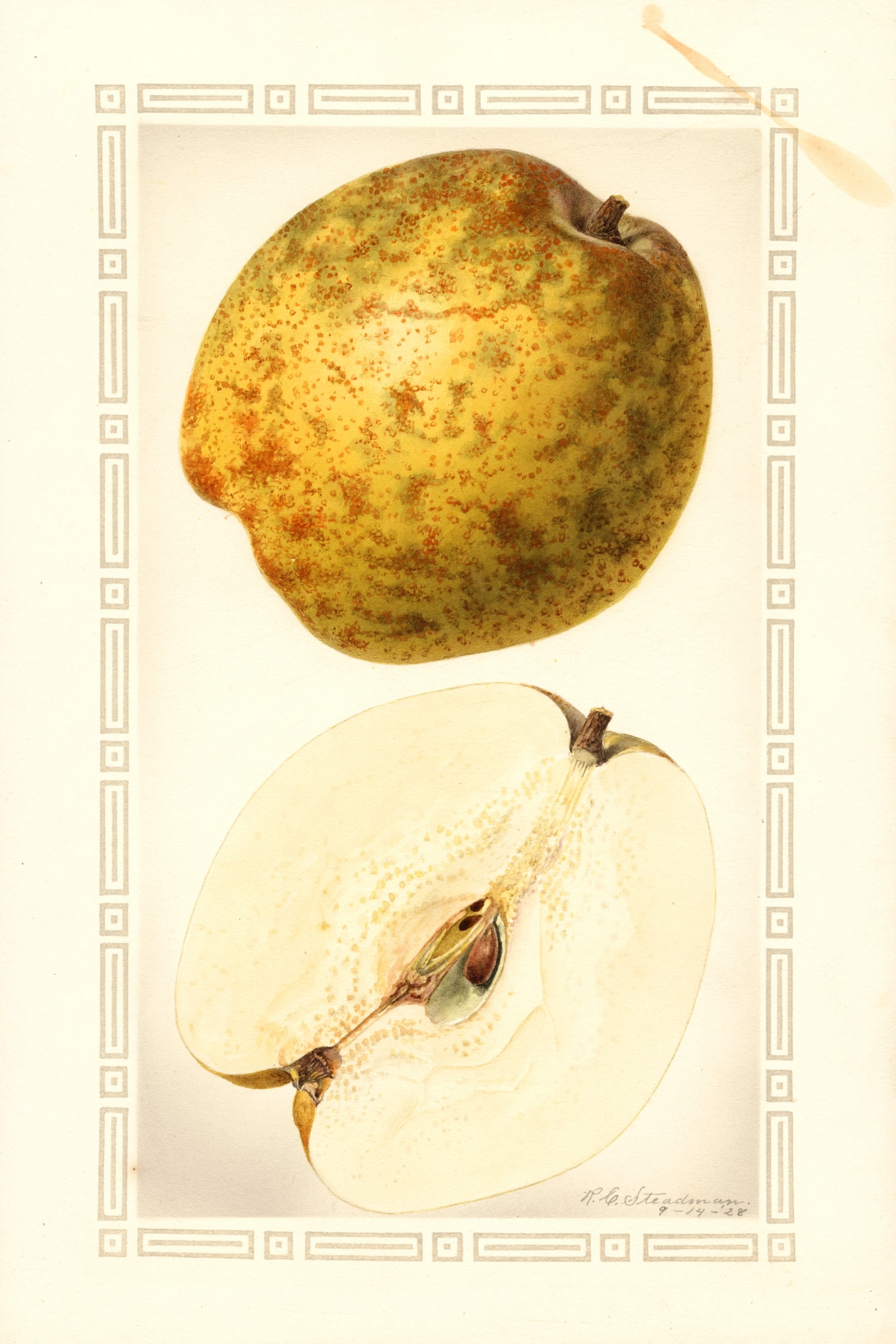 Pineapple Pear