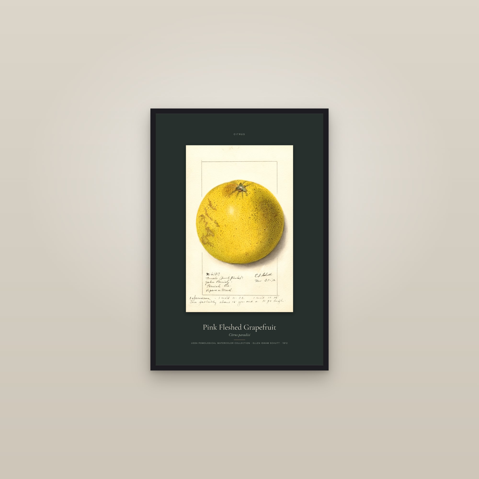 Pink Fleshed Grapefruit — Specimen — framed in a gallery setting