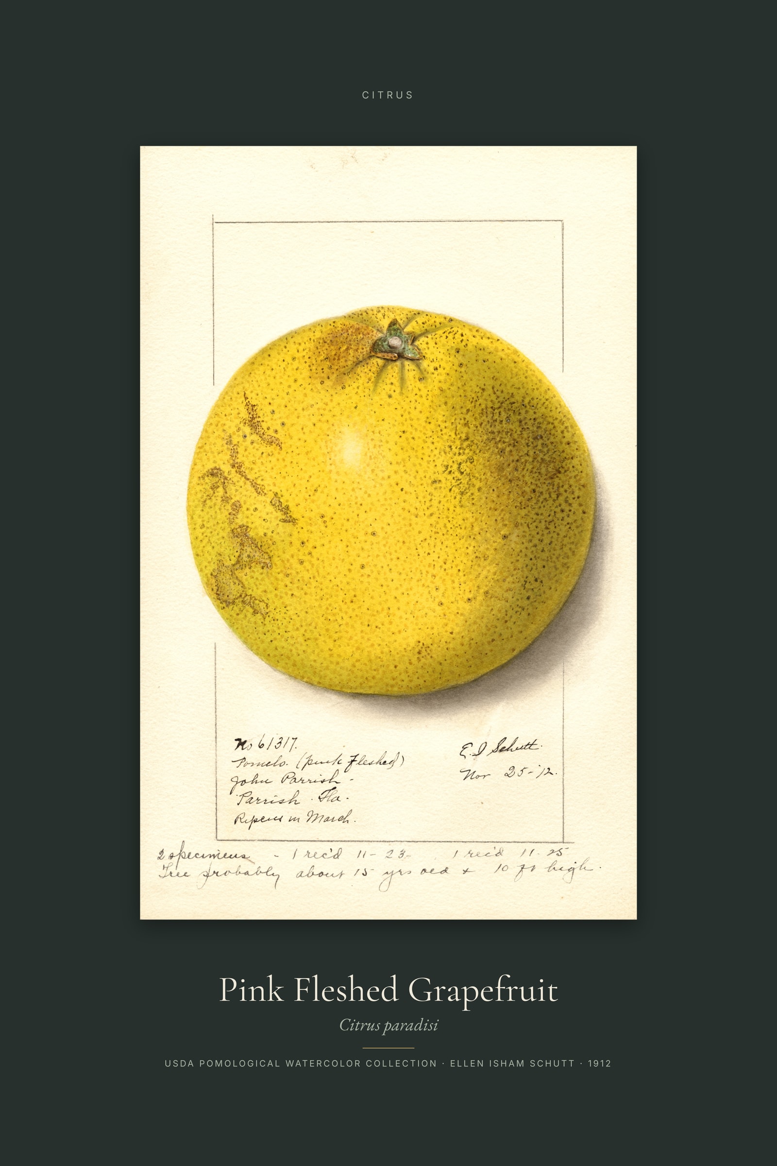 Pink Fleshed Grapefruit — Specimen