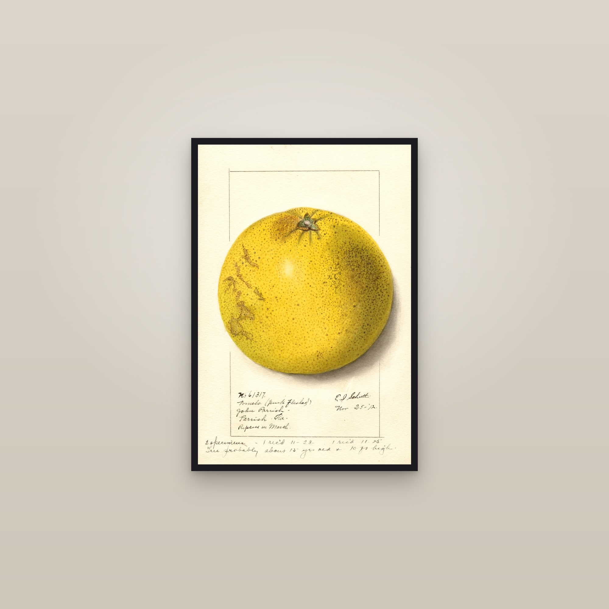 Pink Fleshed Grapefruit — framed in a gallery setting