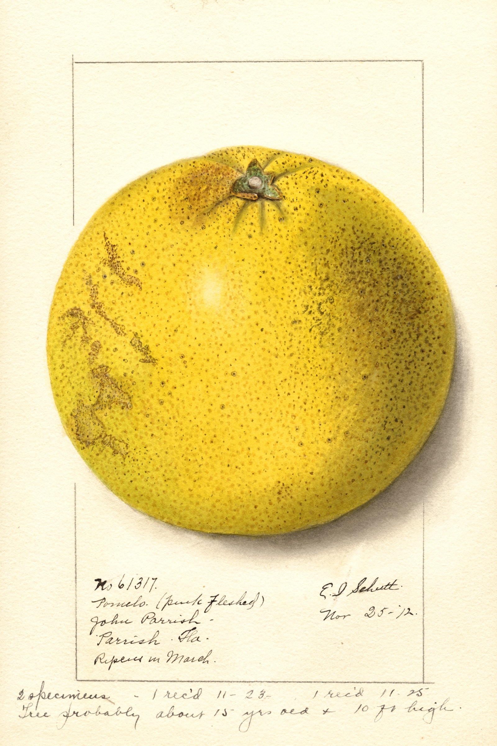Pink Fleshed Grapefruit