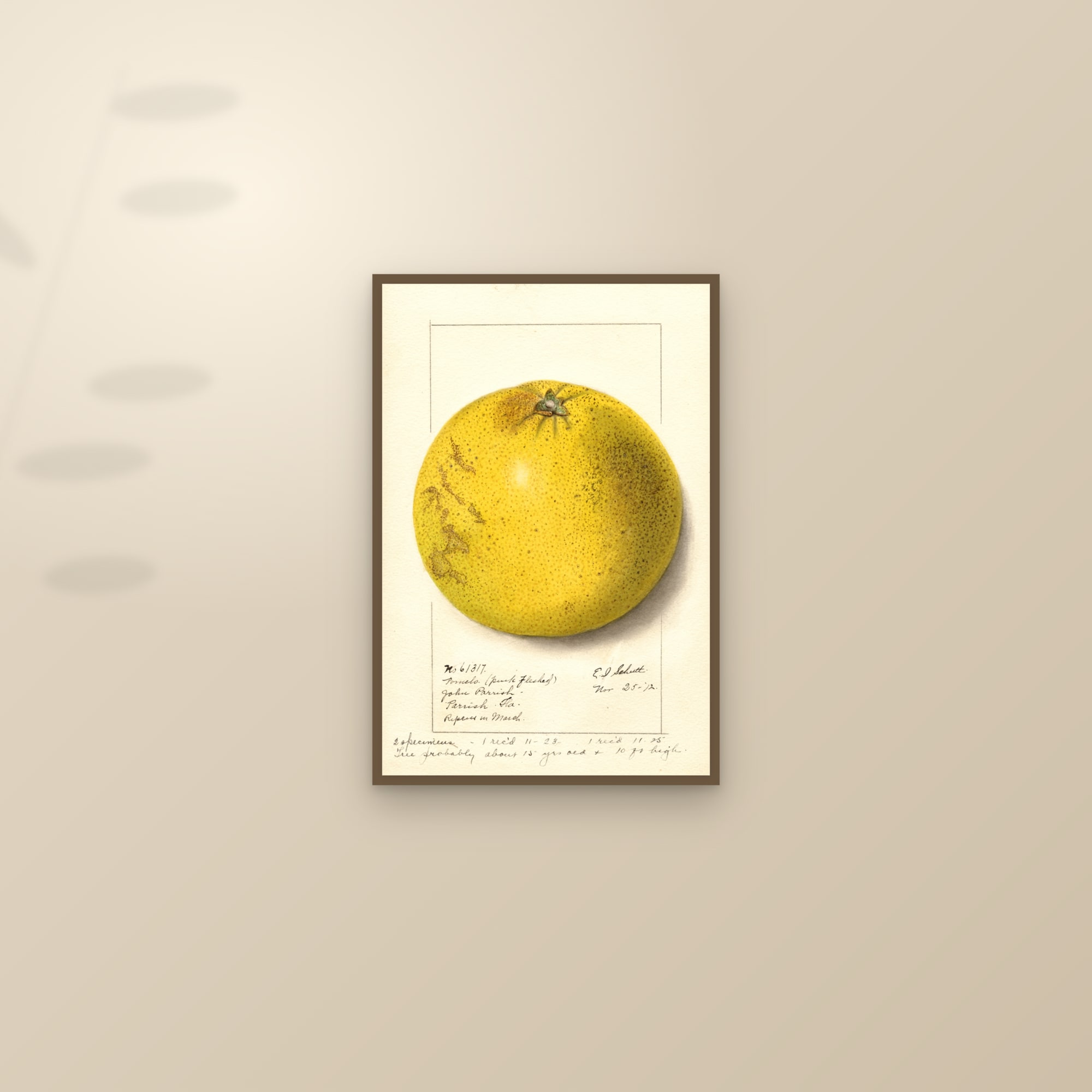 Pink Fleshed Grapefruit — framed and styled on a sunlit wall