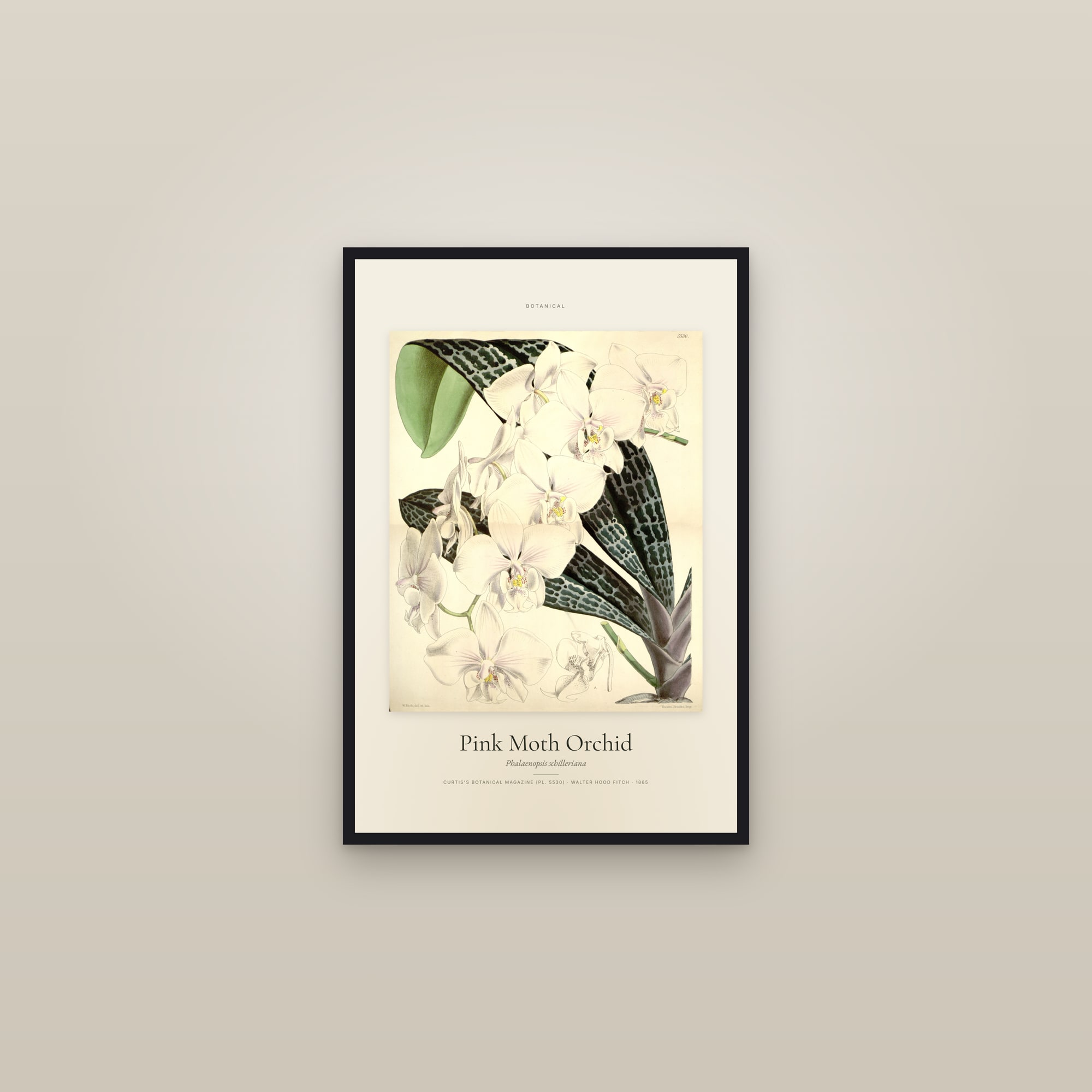 Pink Moth Orchid — Specimen — framed in a gallery setting