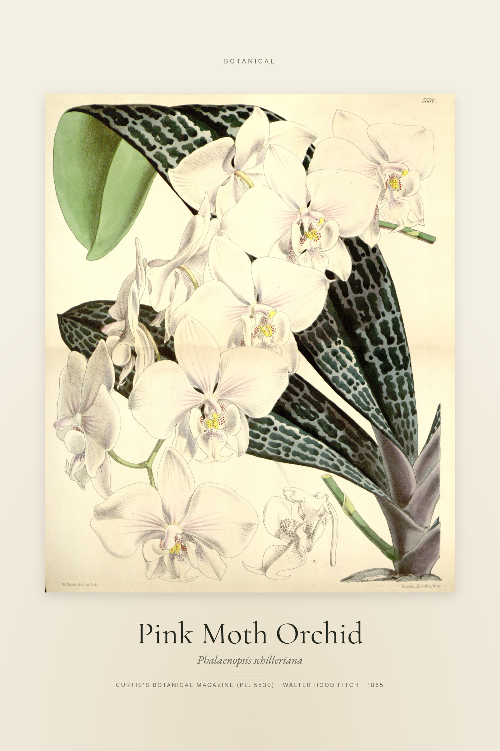Pink Moth Orchid — Specimen