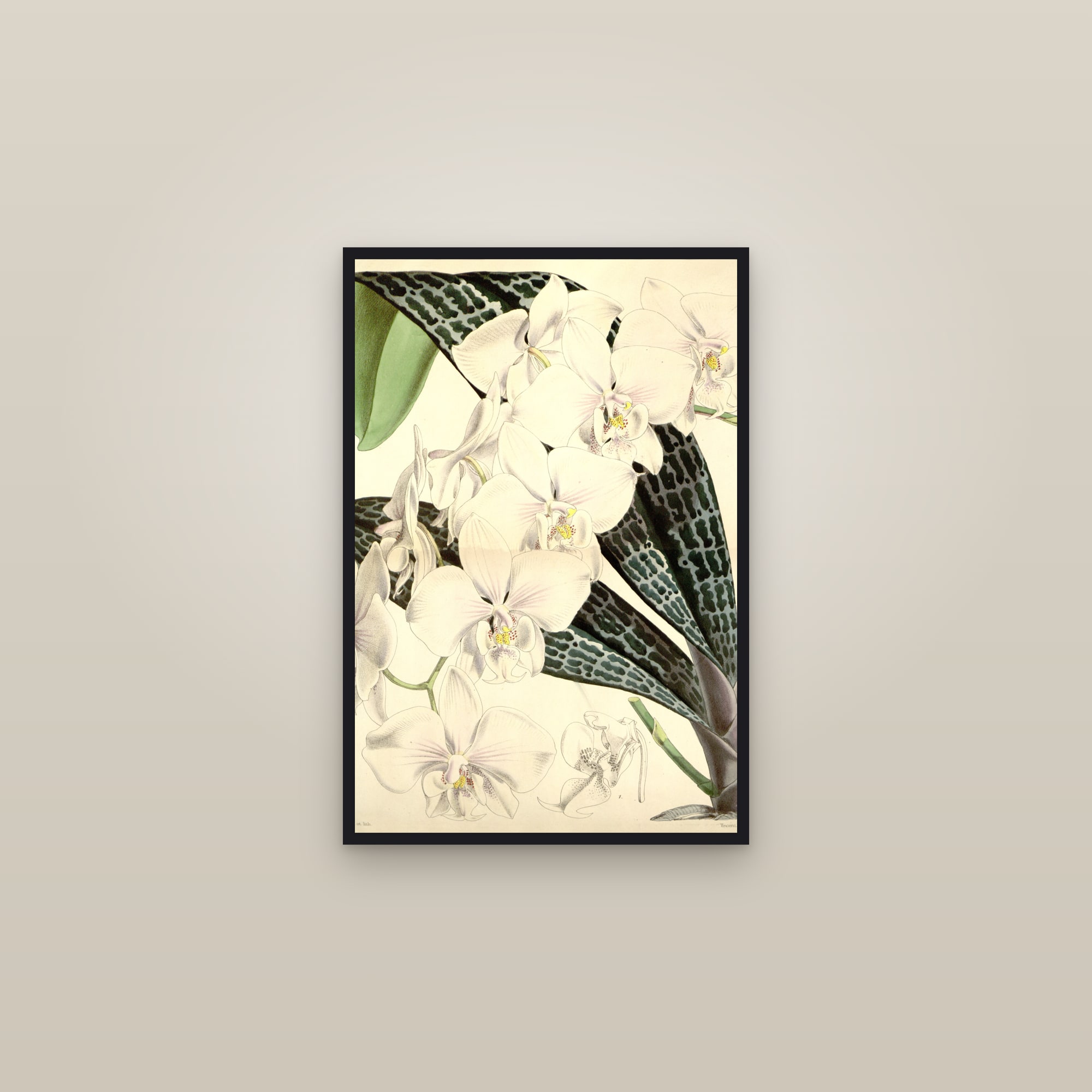 Pink Moth Orchid — framed in a gallery setting
