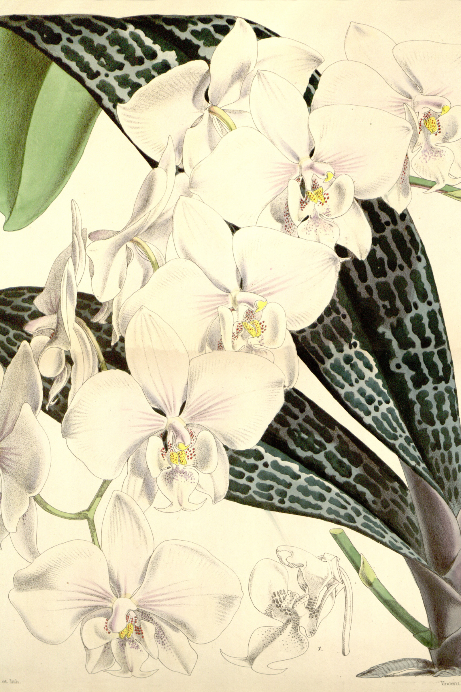 Pink Moth Orchid