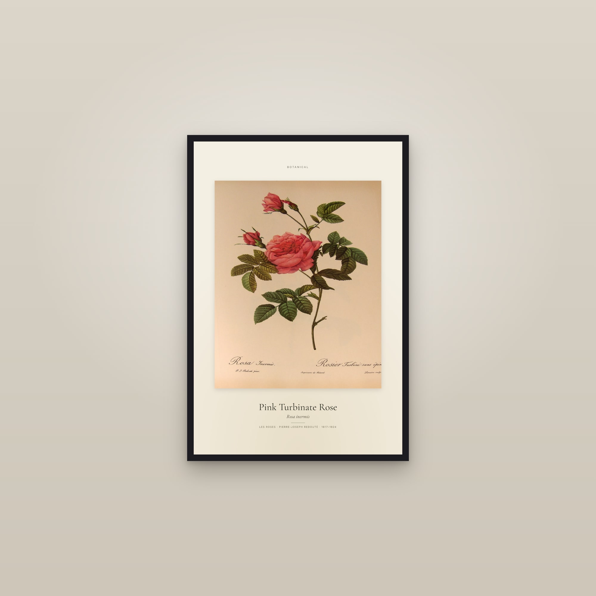 Pink Turbinate Rose — Specimen — framed in a gallery setting