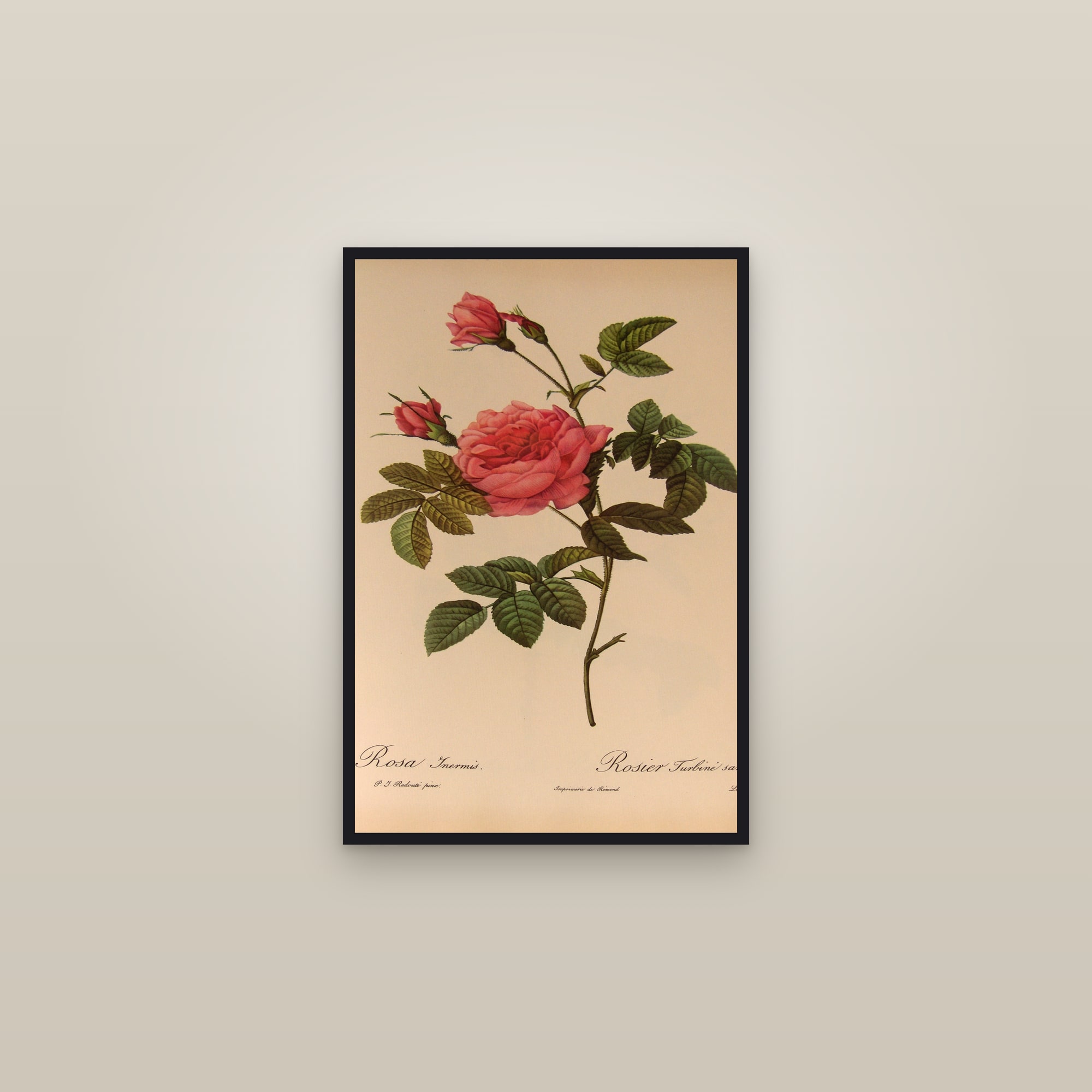 Pink Turbinate Rose — framed in a gallery setting
