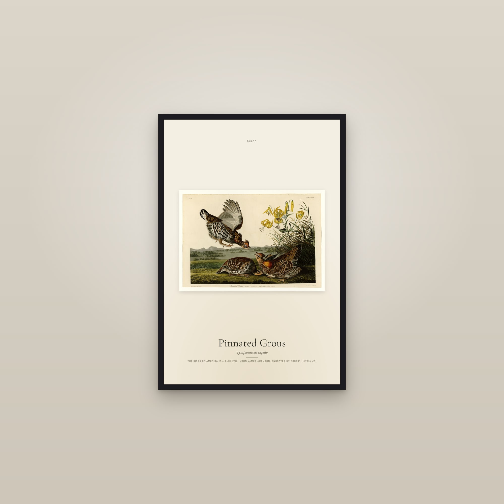 Pinnated Grous — framed in a gallery setting