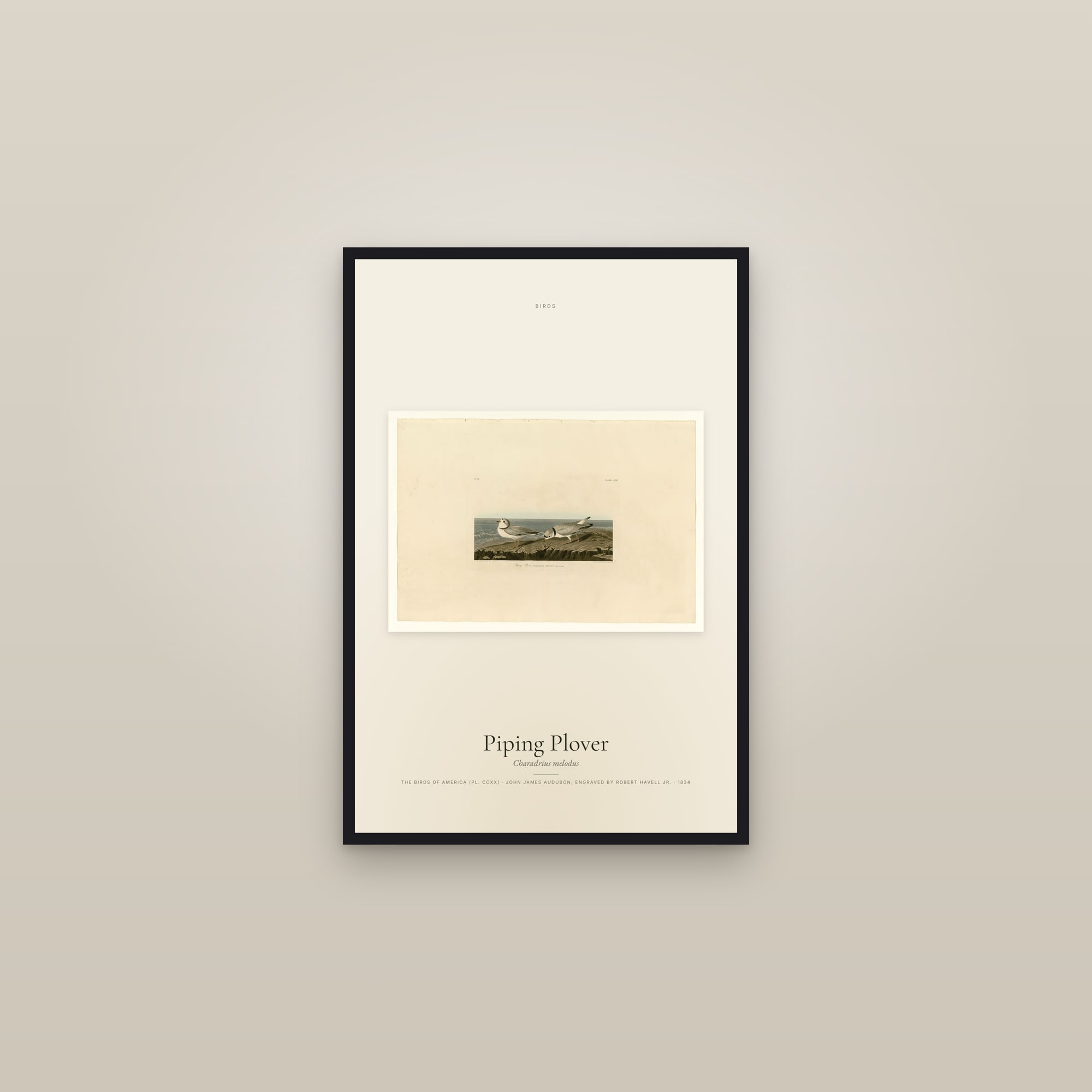Piping Plover — framed in a gallery setting