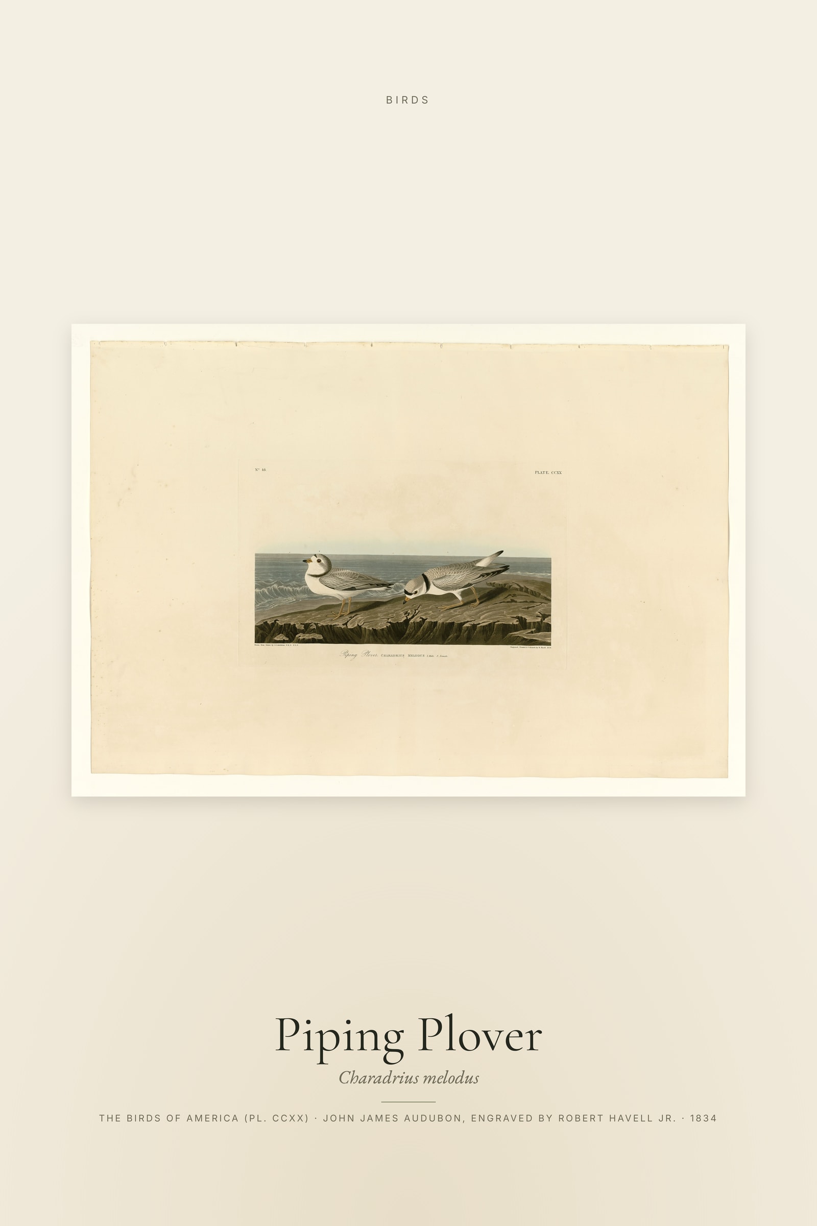 Piping Plover