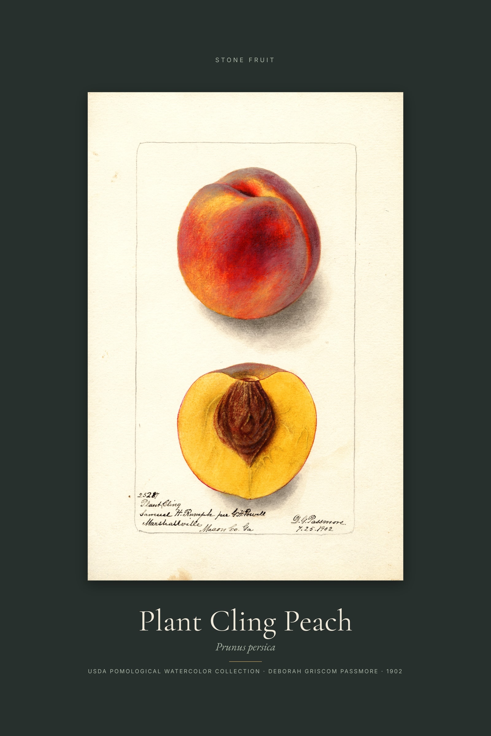 Plant Cling Peach — Specimen