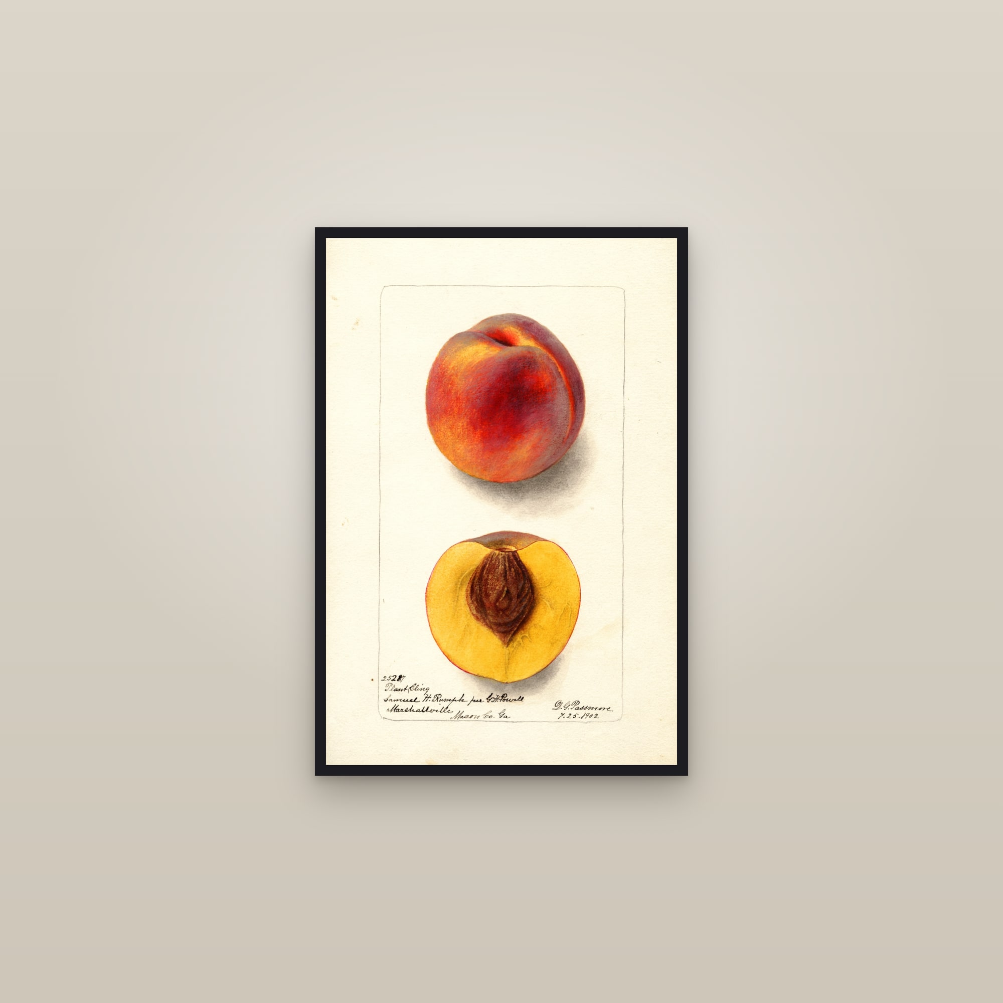 Plant Cling Peach — framed in a gallery setting